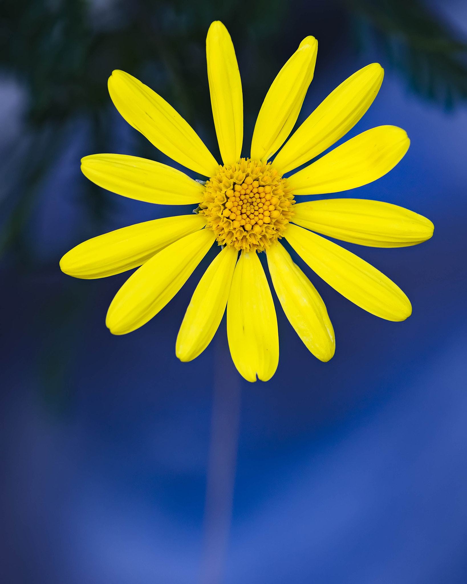 Pentax K-3 sample photo. Lonely bloom photography