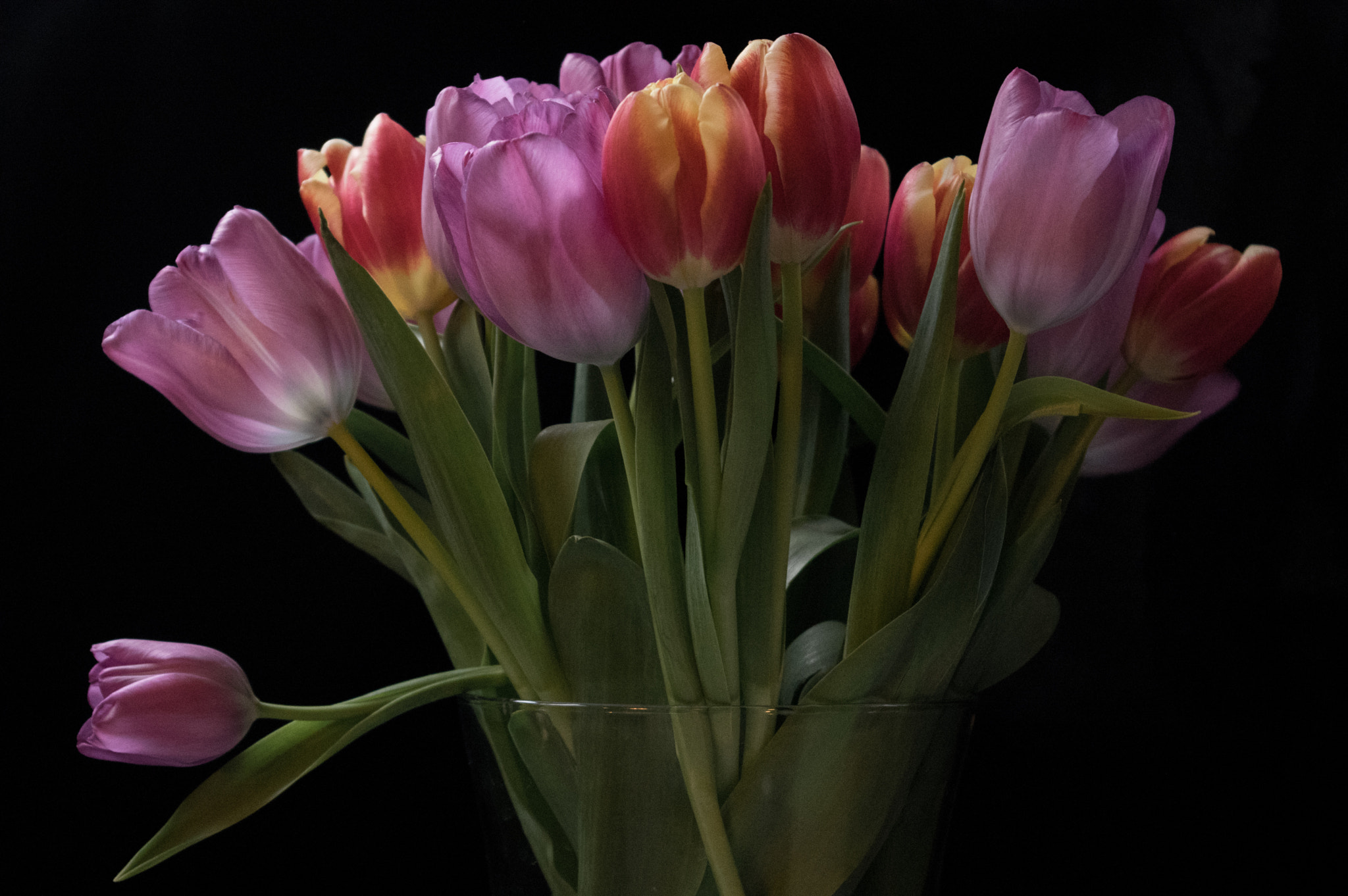 Pentax smc DA 18-55mm F3.5-5.6 AL sample photo. Tulips photography