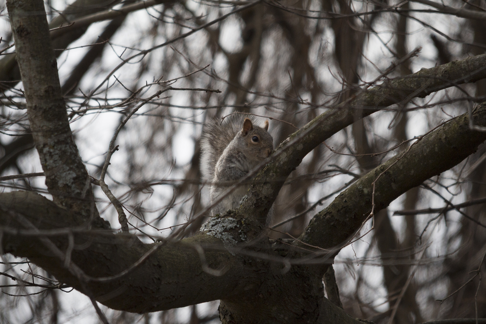 Sigma 150-500mm F5-6.3 DG OS HSM sample photo. Frank photography