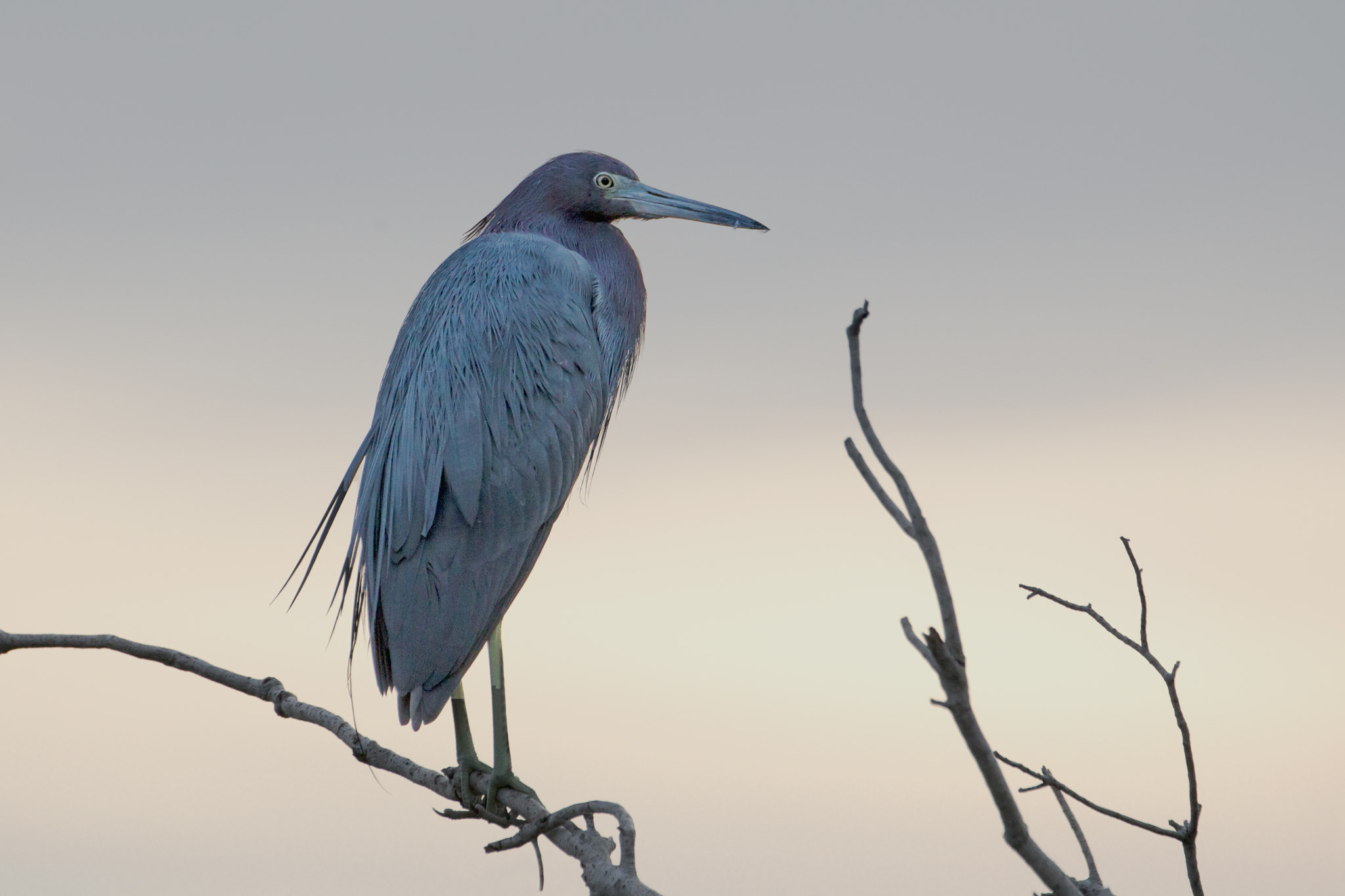 Canon EF 70-300mm F4-5.6L IS USM sample photo. Little blue heron photography