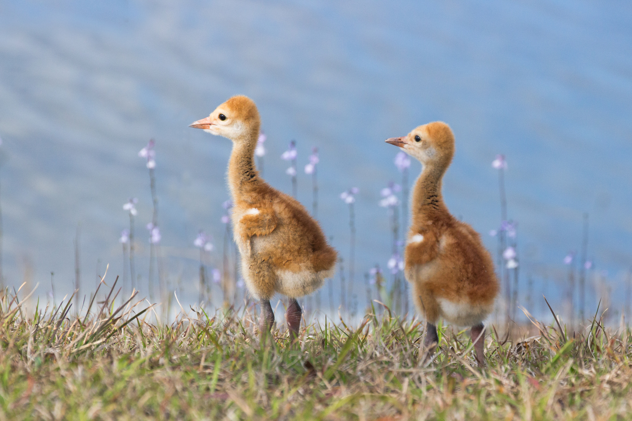 Canon EF 70-300mm F4-5.6L IS USM sample photo. Six day old sandhill crane chicks photography