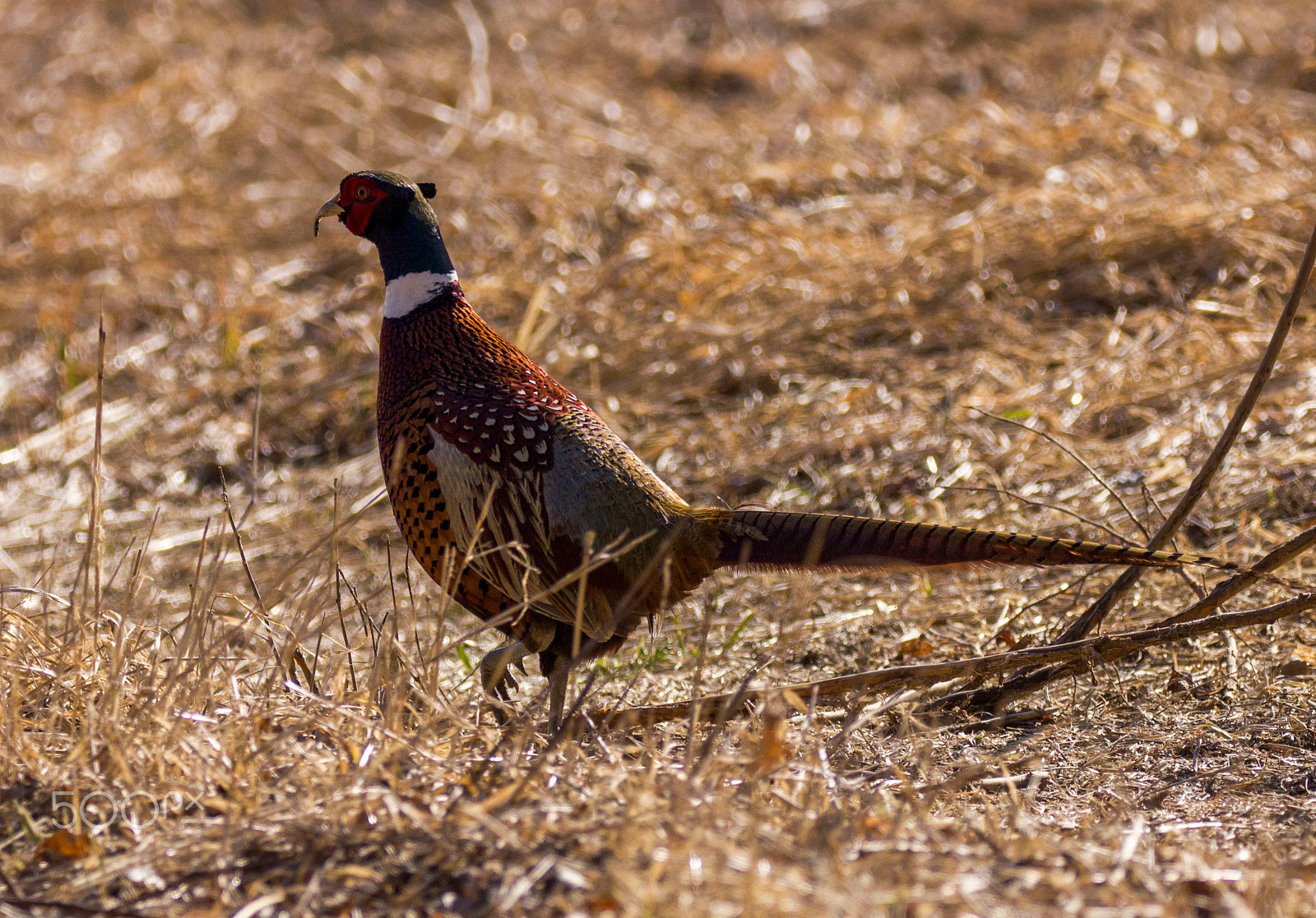 Canon EOS 550D (EOS Rebel T2i / EOS Kiss X4) + Sigma 150-600mm F5-6.3 DG OS HSM | C sample photo. Ring neck pheasant photography