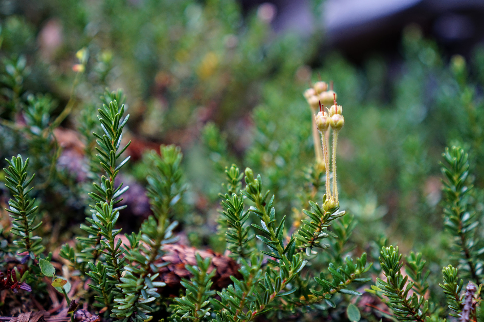 Sony Alpha a5000 (ILCE 5000) + Sony E 35mm F1.8 OSS sample photo. Macro plants photography