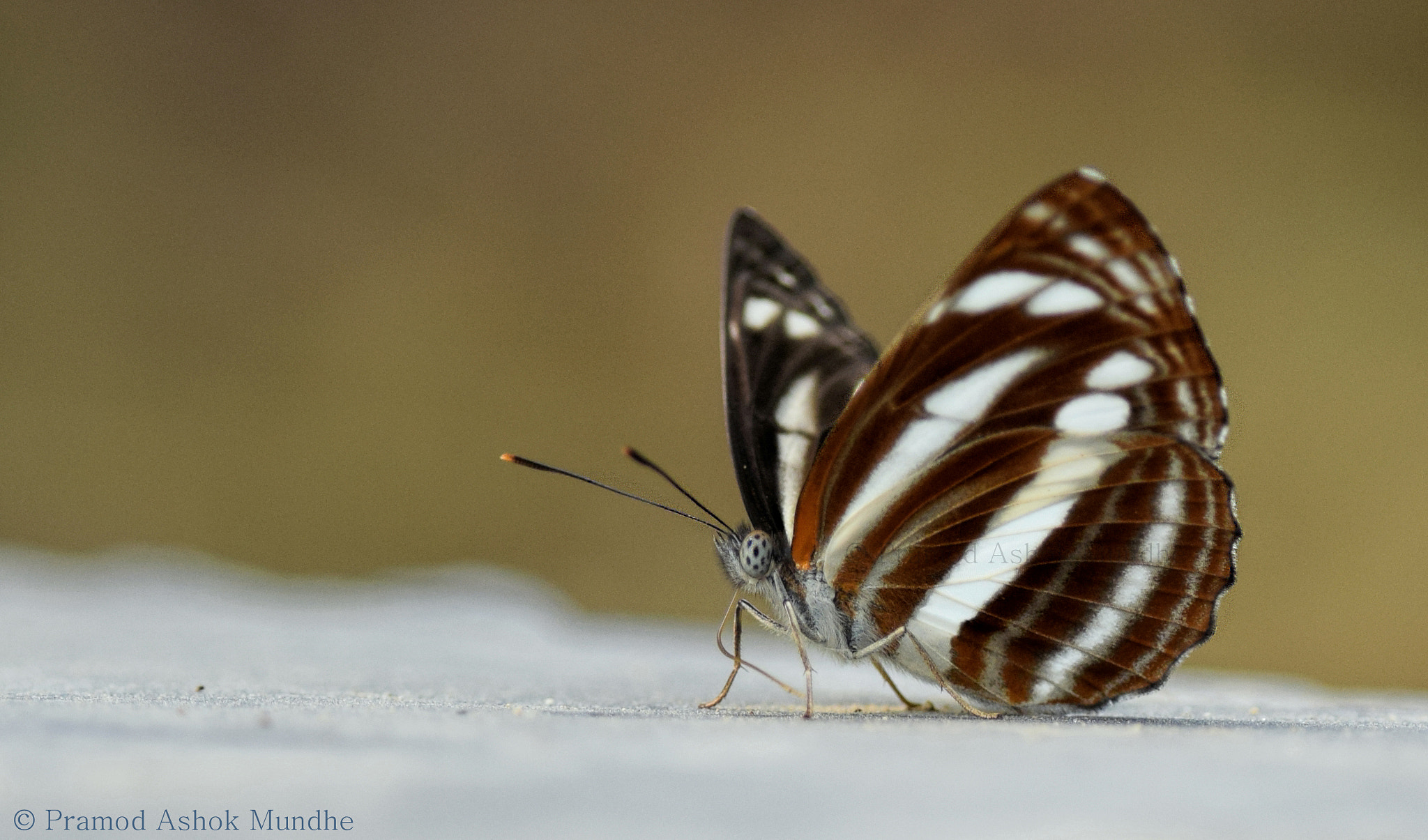 Nikon D5300 + Nikon AF-S Nikkor 300mm F4D ED-IF sample photo. Common sailer.jpg photography