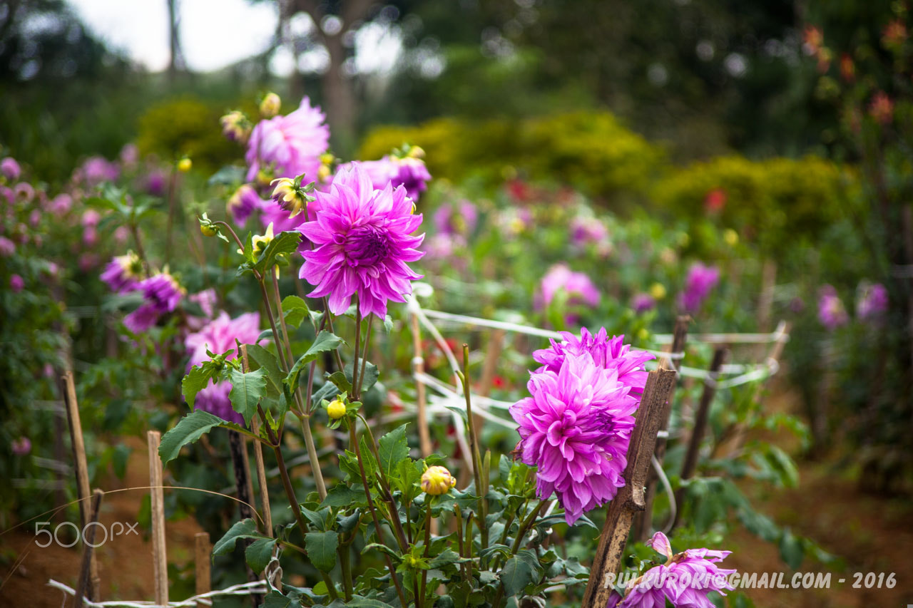 Canon EF 35-105mm f/3.5-4.5 sample photo. Pink dahlia garden 4406 photography
