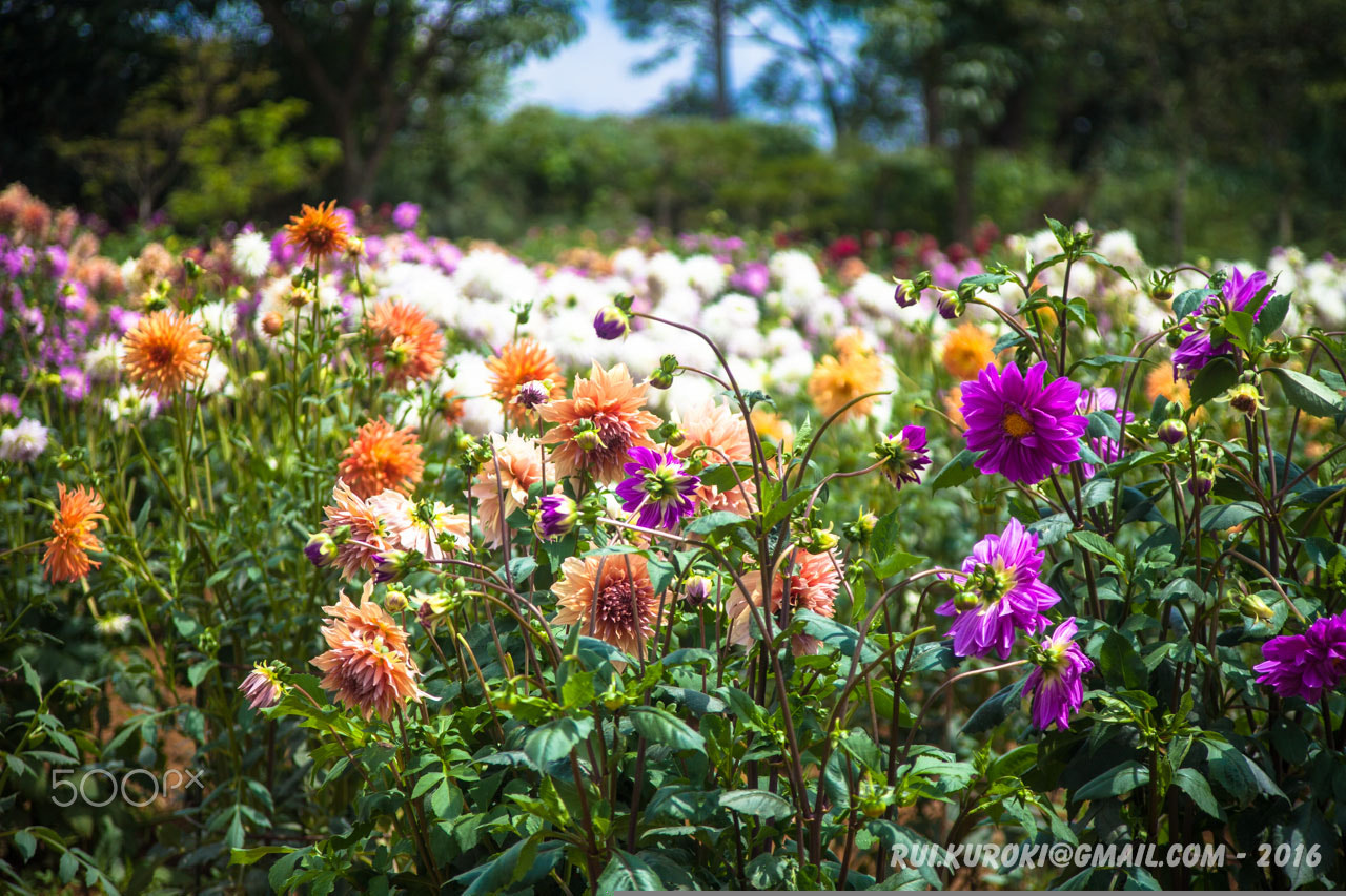 Canon EF 35-105mm f/3.5-4.5 sample photo. Colorful dahlia garden 4381 photography