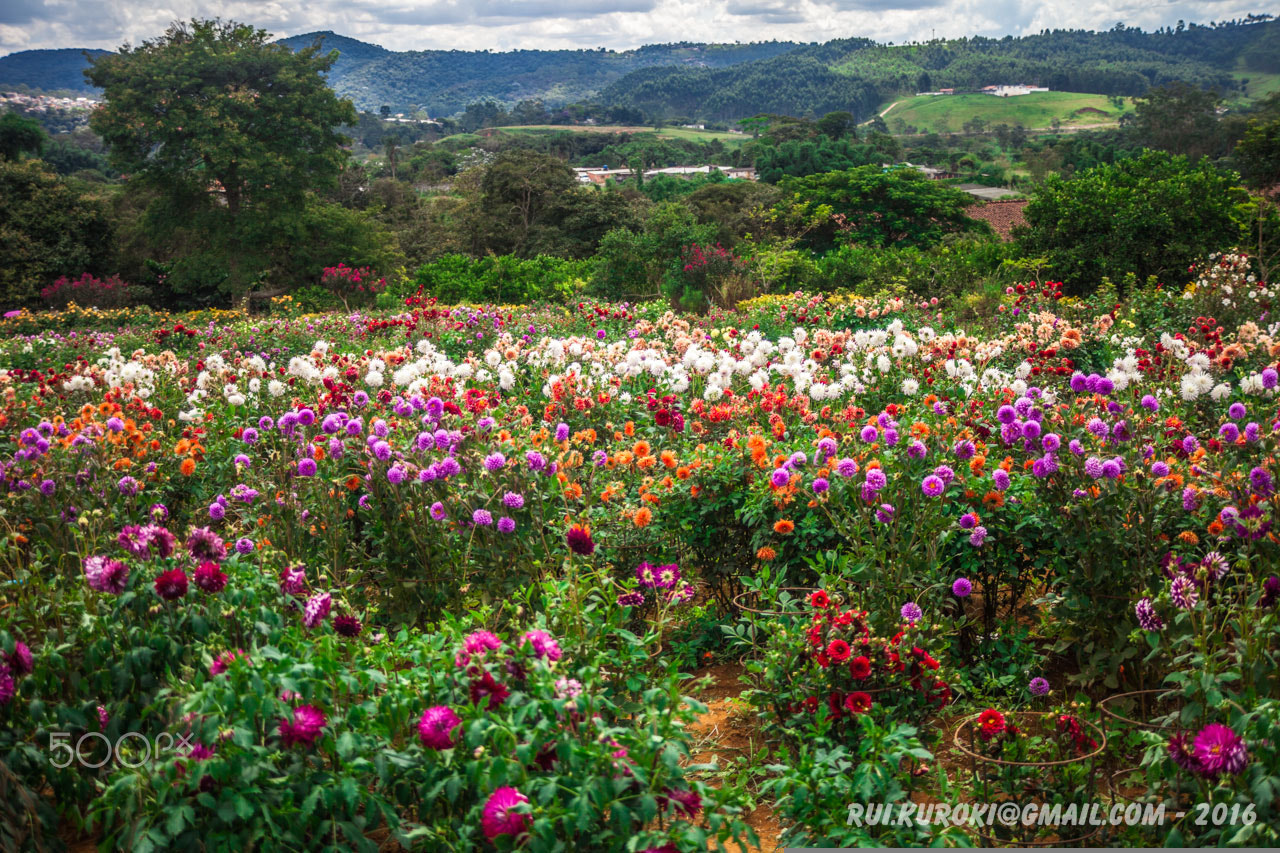 Canon EF 35-105mm f/3.5-4.5 sample photo. Colorful dahlia garden 4391 photography