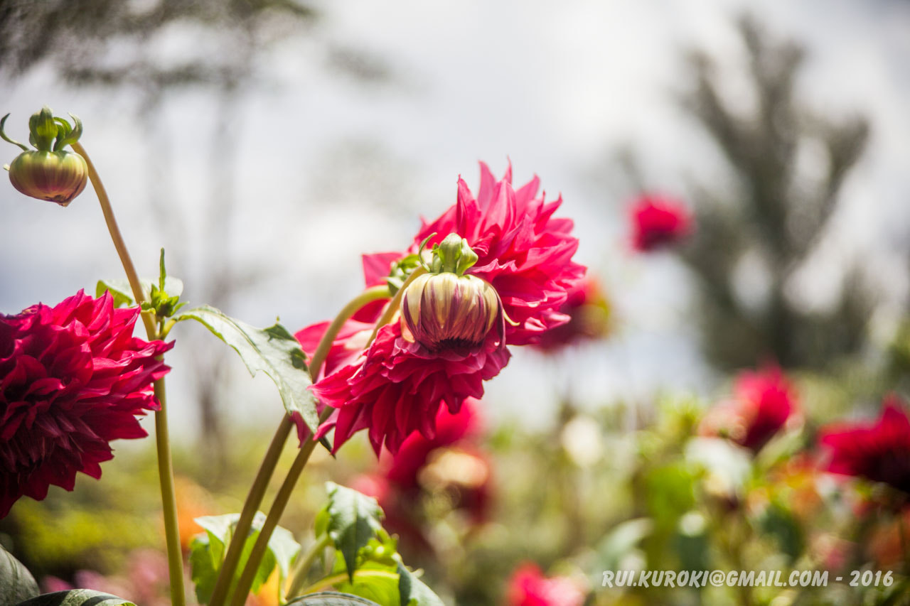 Canon EF 35-105mm f/3.5-4.5 sample photo. 25233810319.jpg photography