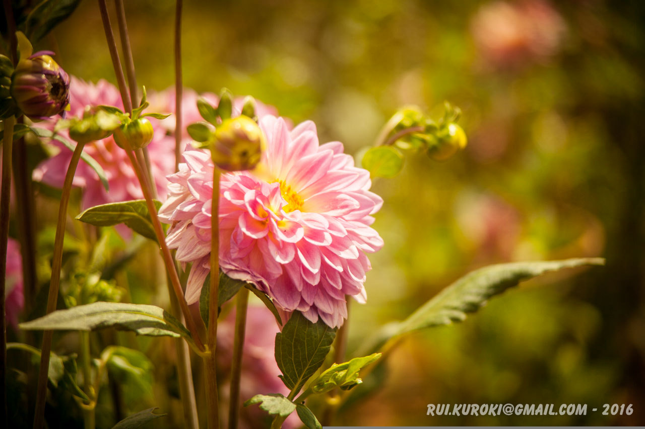 Canon EF 35-105mm f/3.5-4.5 sample photo. 25508647511.jpg photography
