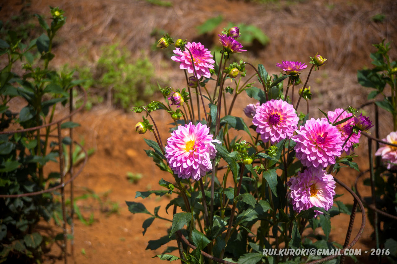 Canon EF 35-105mm f/3.5-4.5 sample photo. 25233809369.jpg photography