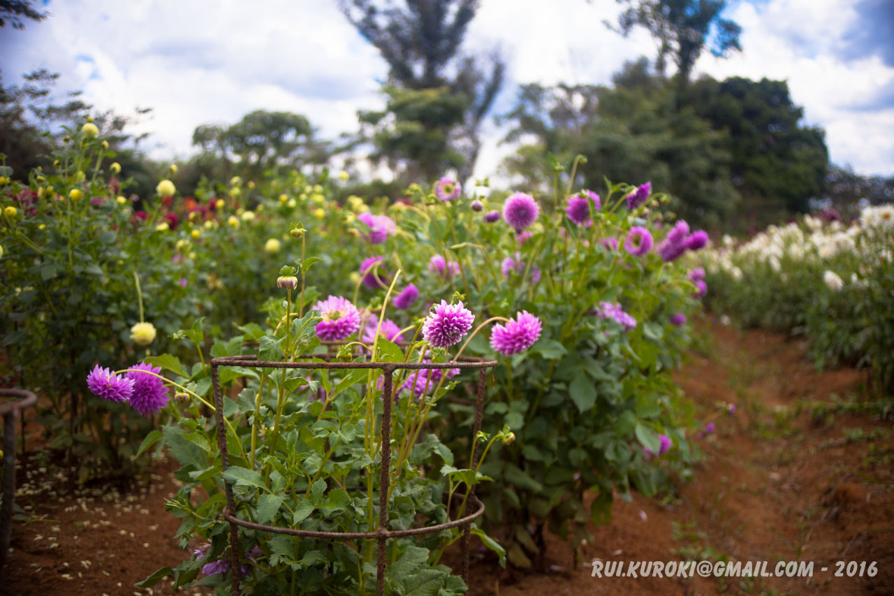 Canon EF 35-105mm f/3.5-4.5 sample photo. 25305733460.jpg photography
