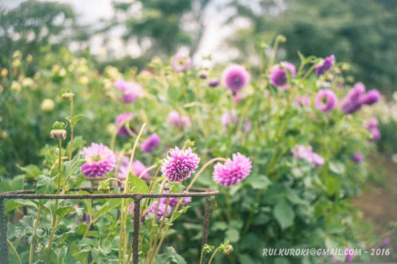 Canon EF 35-105mm f/3.5-4.5 sample photo. Dahlia garden 4332 photography
