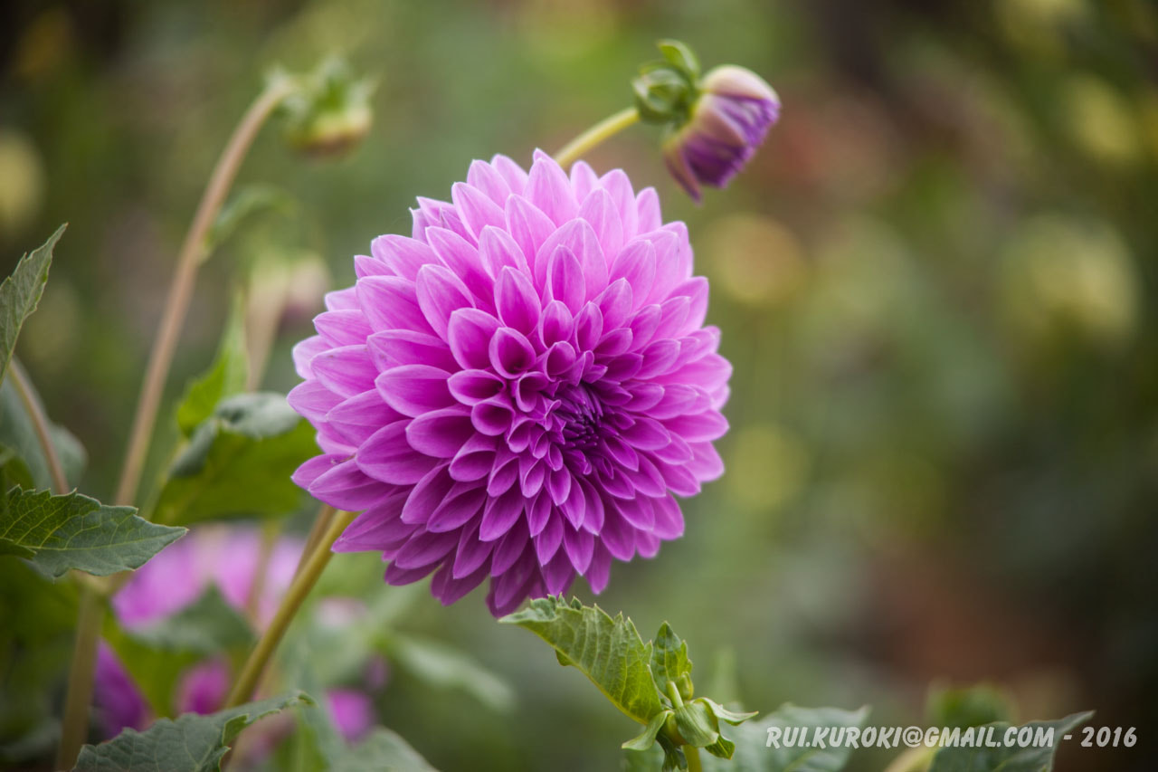 Canon EF 35-105mm f/3.5-4.5 sample photo. Pink dahlia 4328 photography