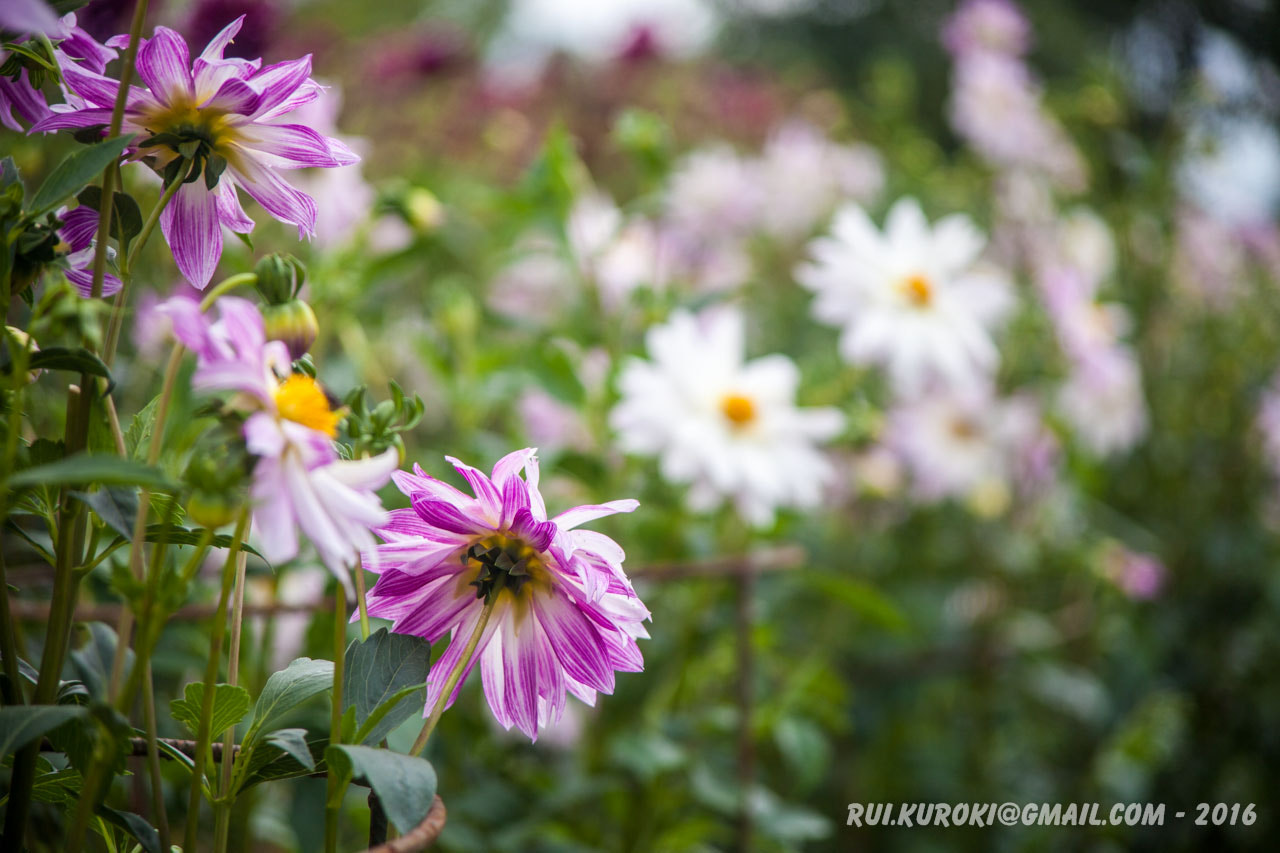 Canon EF 35-105mm f/3.5-4.5 sample photo. 25482735722.jpg photography