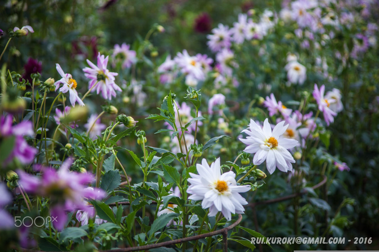 Canon EF 35-105mm f/3.5-4.5 sample photo. Dahlia garden 4315 photography