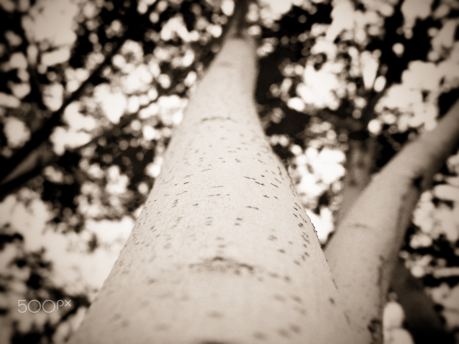 Kodak EASYSHARE Z5010 DIGITAL CAMERA sample photo. Dotted tree photography