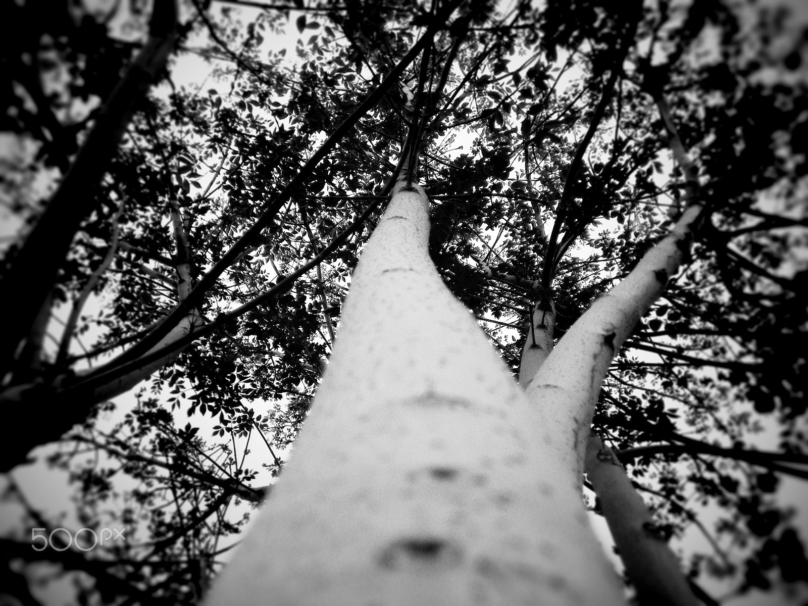 Kodak EASYSHARE Z5010 DIGITAL CAMERA sample photo. Blue toned canopy photography