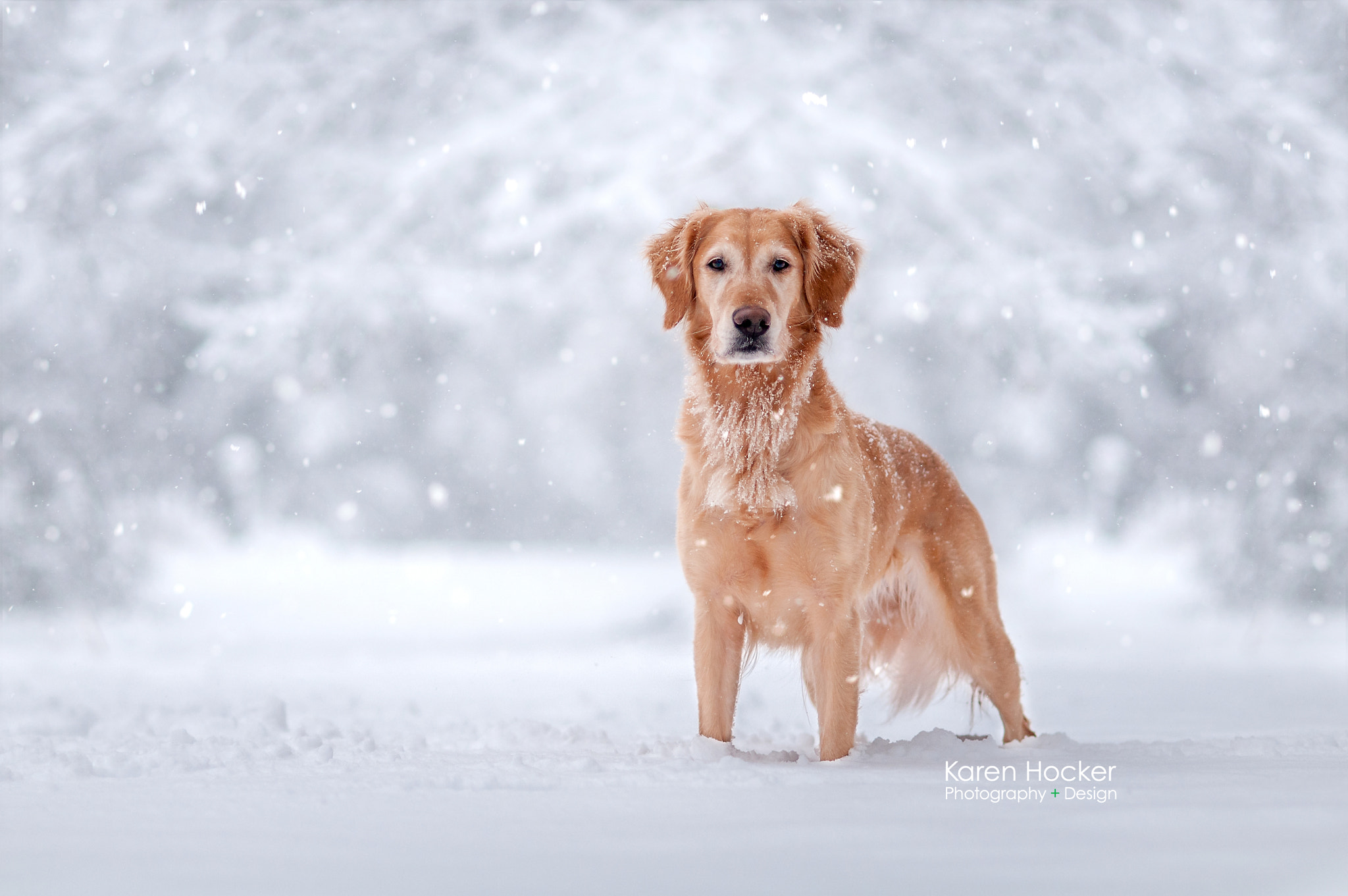 Nikon D300 + Nikon AF Nikkor 85mm F1.8D sample photo. Snow storm photography