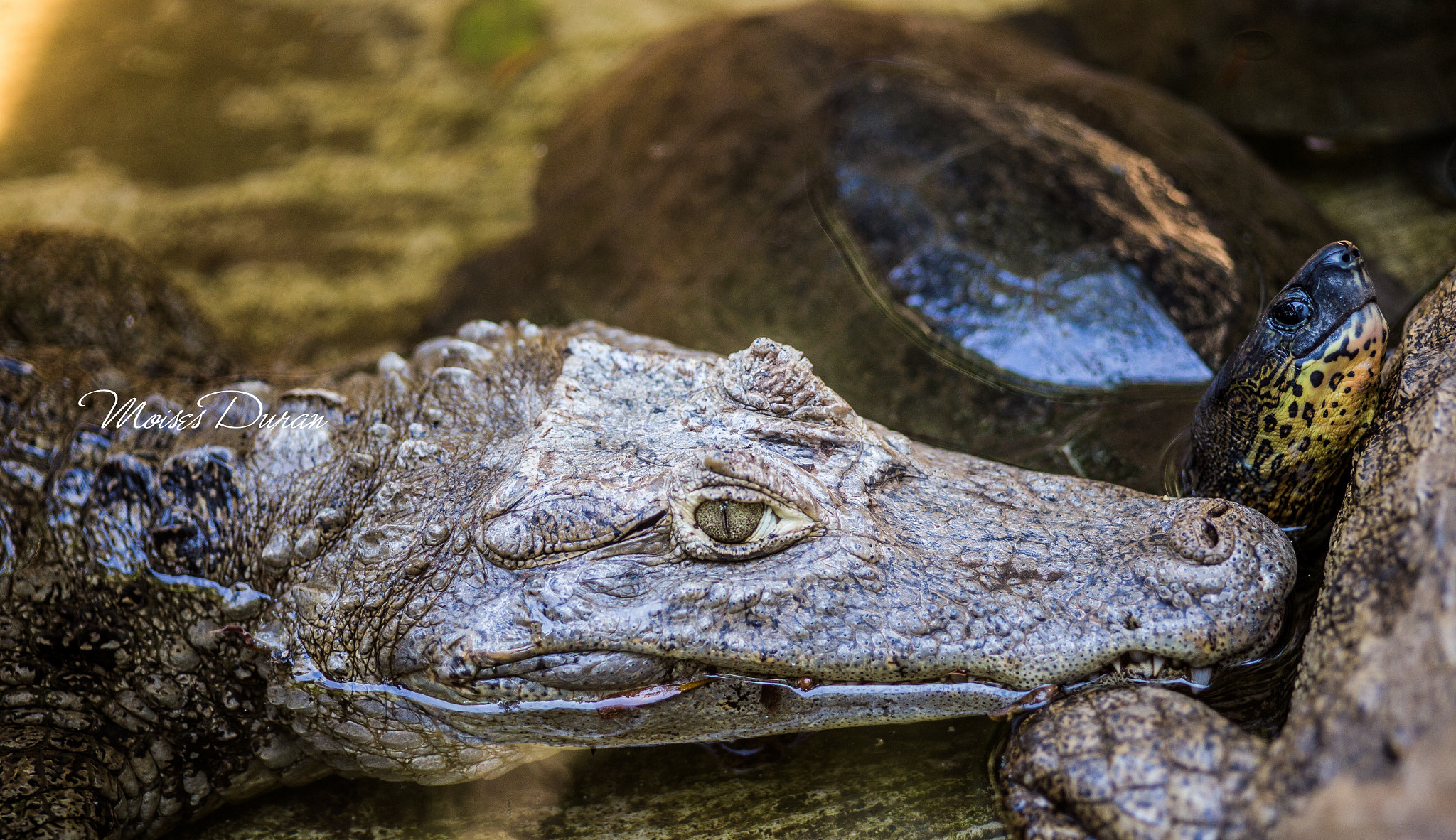 Canon EOS 6D + Sigma 105mm F2.8 EX DG Macro sample photo. Best friends  photography