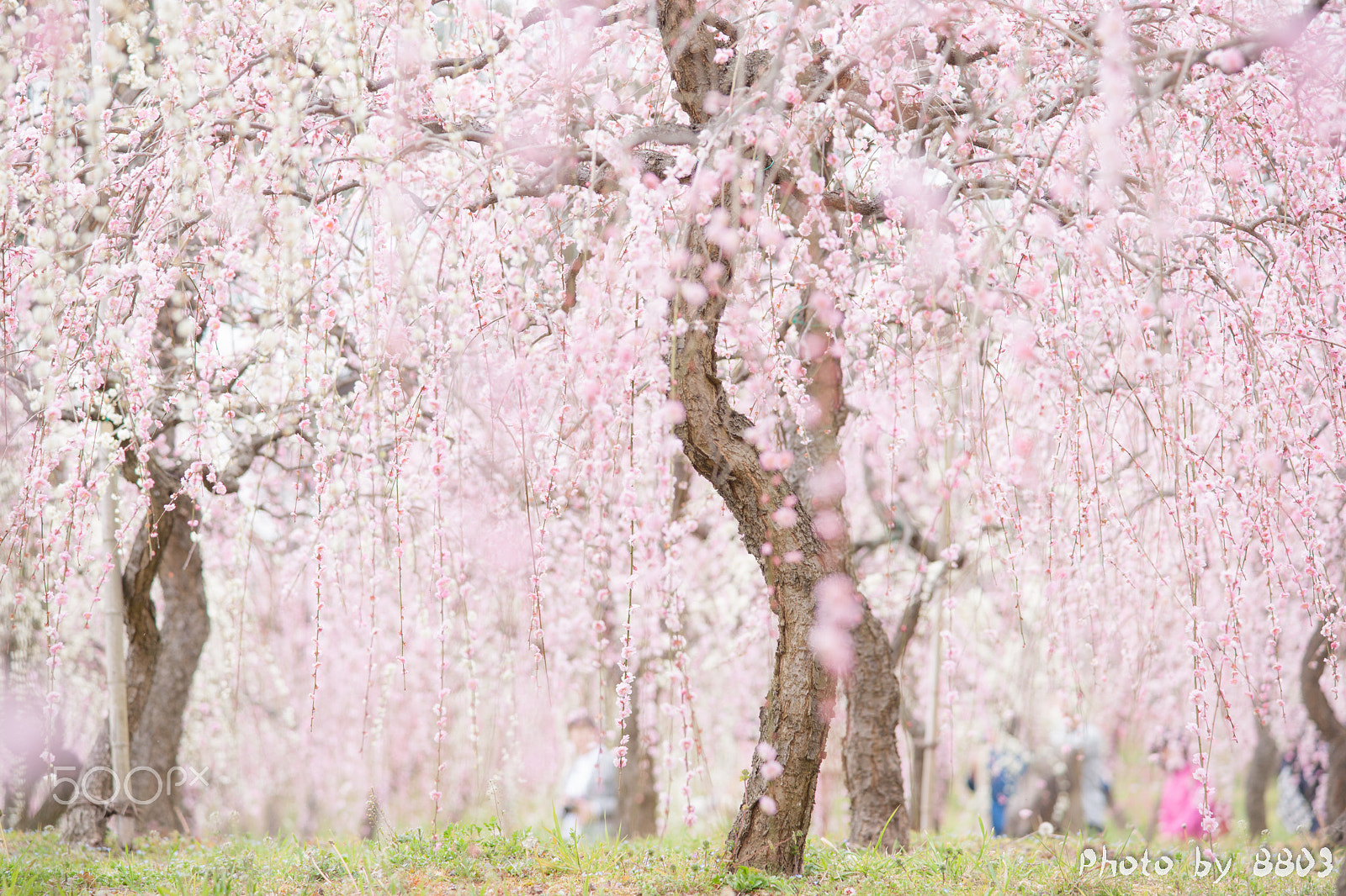 Minolta AF 80-200mm F2.8 HS-APO G sample photo. Plum flowers photography