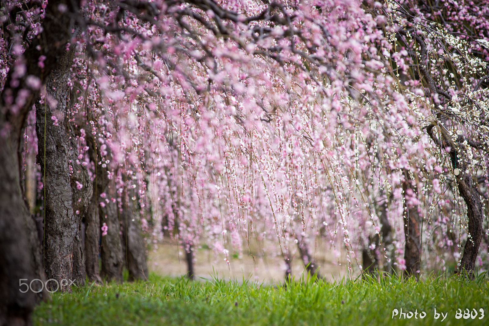 Minolta AF 80-200mm F2.8 HS-APO G sample photo. Plum flower photography