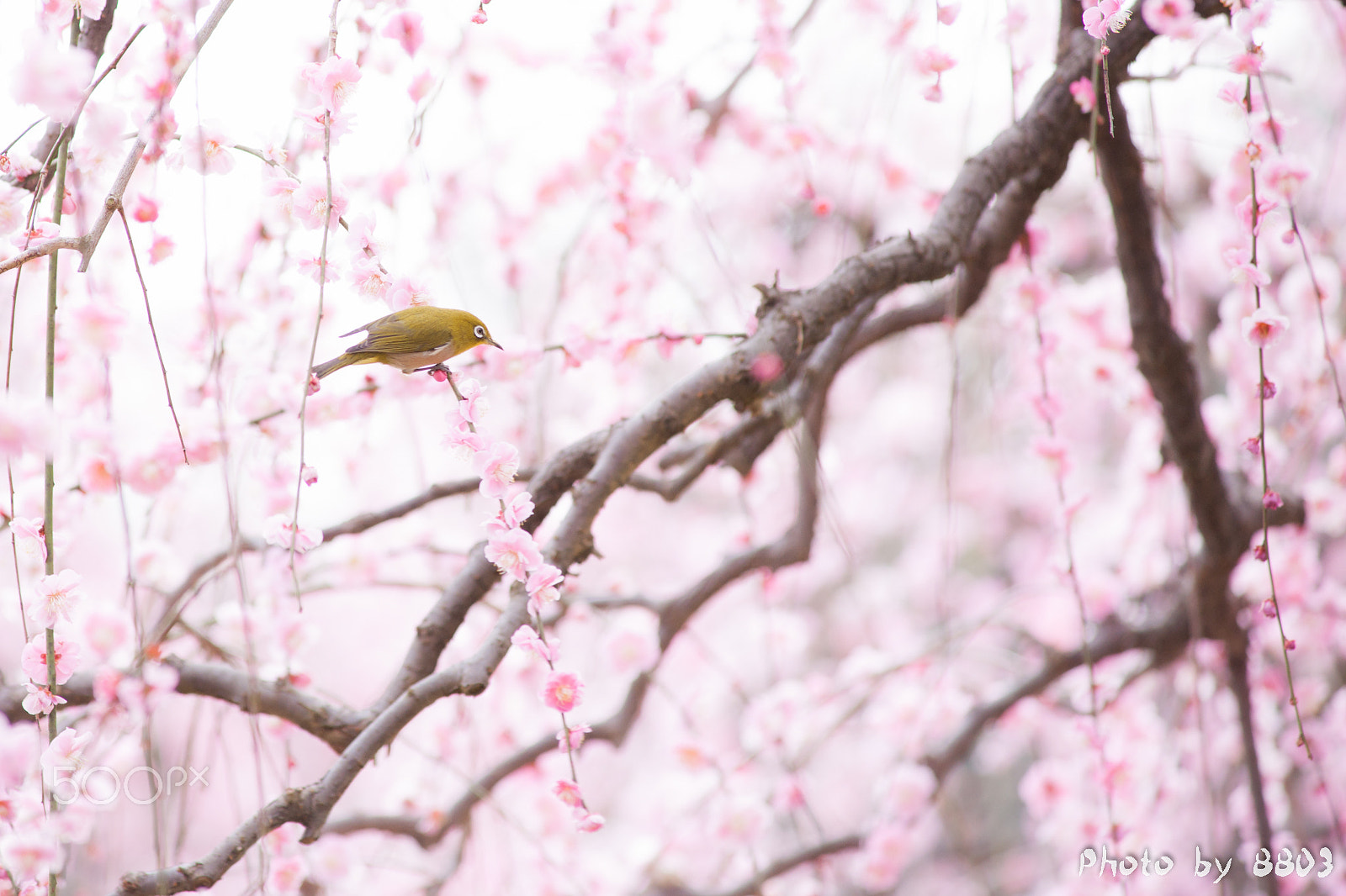 Minolta AF 80-200mm F2.8 HS-APO G sample photo. Plum flower and japanese white-eye. photography