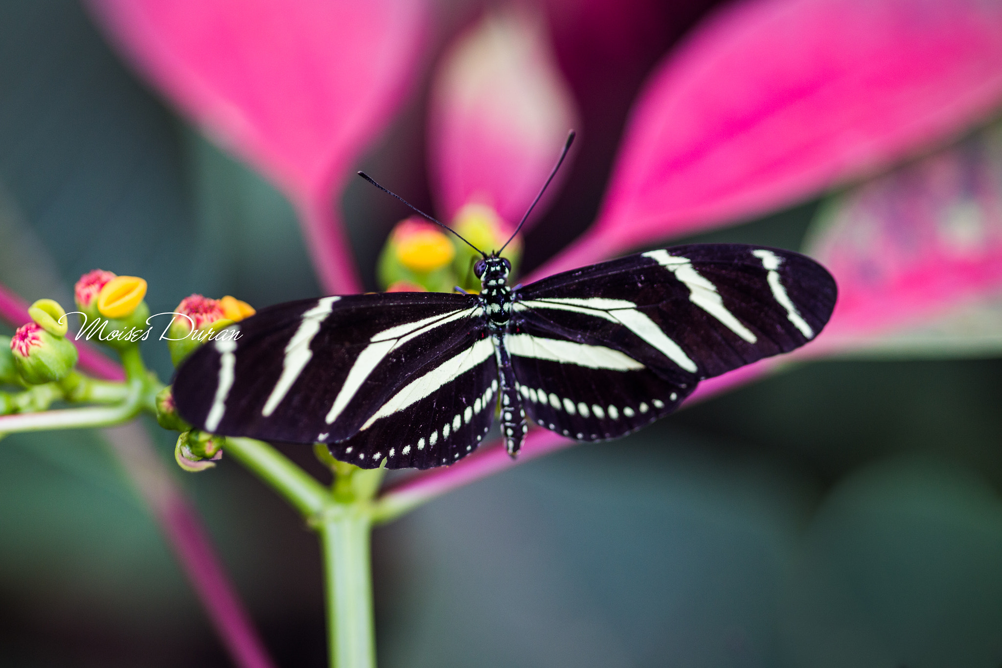 Canon EOS 6D + Sigma 105mm F2.8 EX DG Macro sample photo. Cebra (heliconius charithonia)  photography