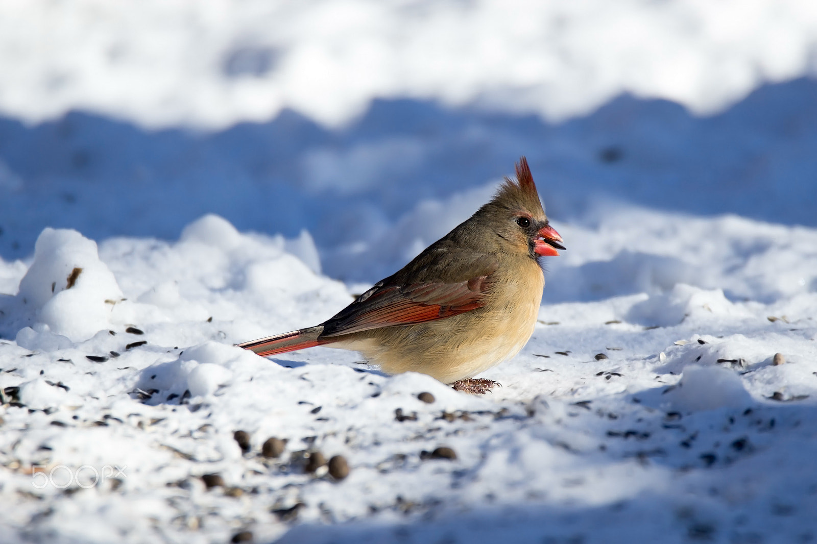 Tamron SP 150-600mm F5-6.3 Di VC USD sample photo. Snowy female cardinal photography