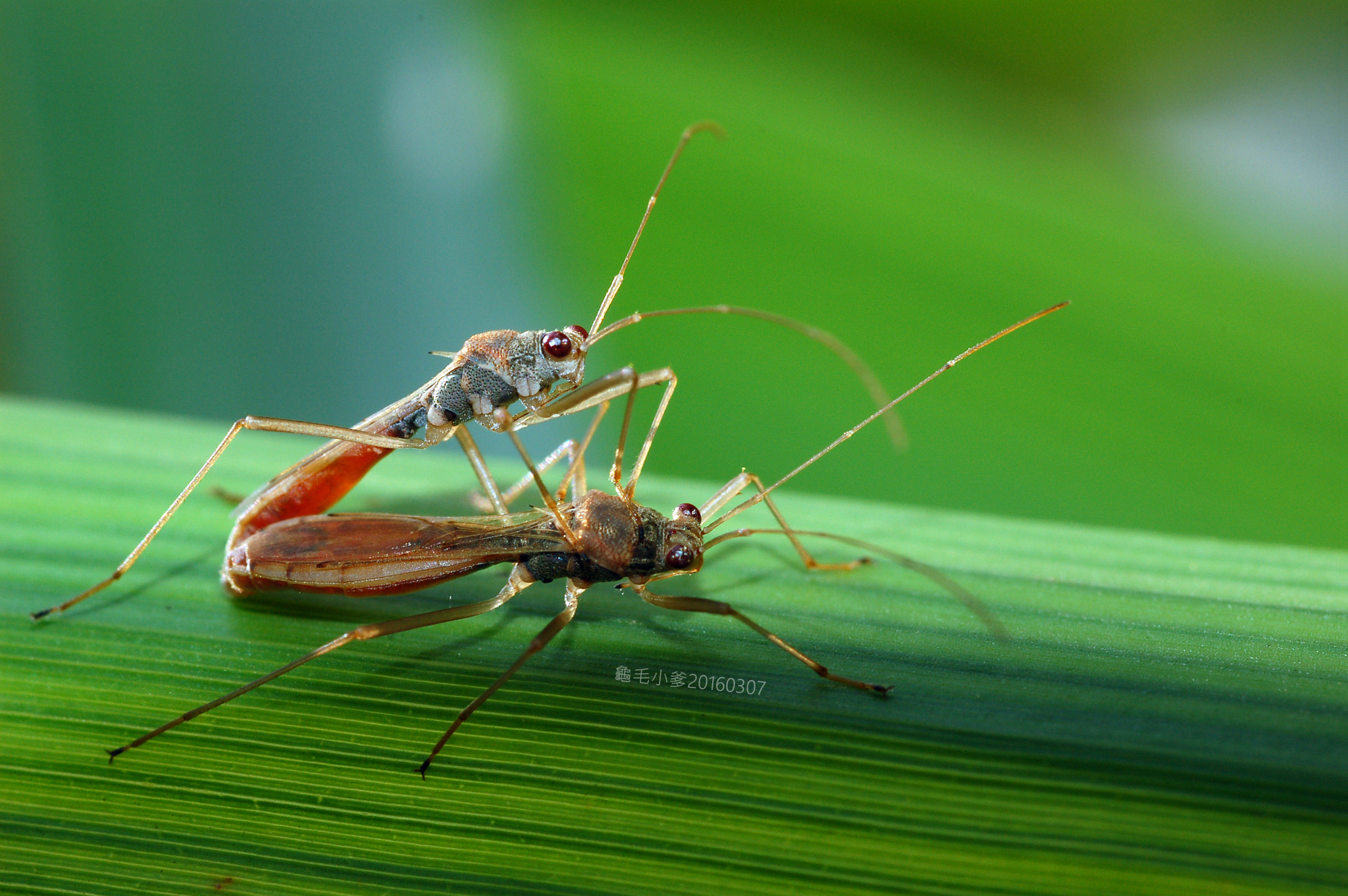 Nikon D50 + Nikon AF Micro-Nikkor 60mm F2.8D sample photo. Love photography