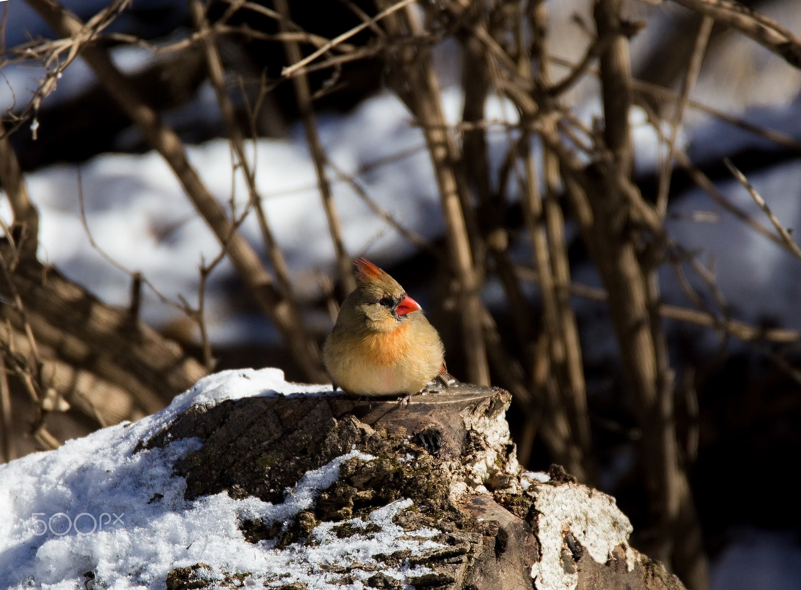 Tamron SP 150-600mm F5-6.3 Di VC USD sample photo. Stumped female cardinal photography