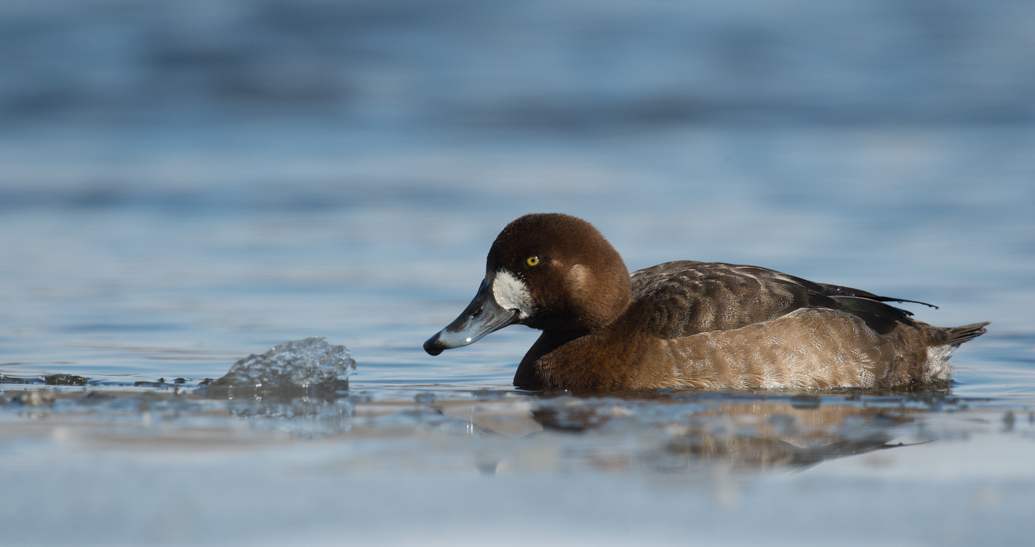 Nikon D4 + Sigma 24-60mm F2.8 EX DG sample photo. Fuligule milouinan, aythya marila, greater scaup. photography