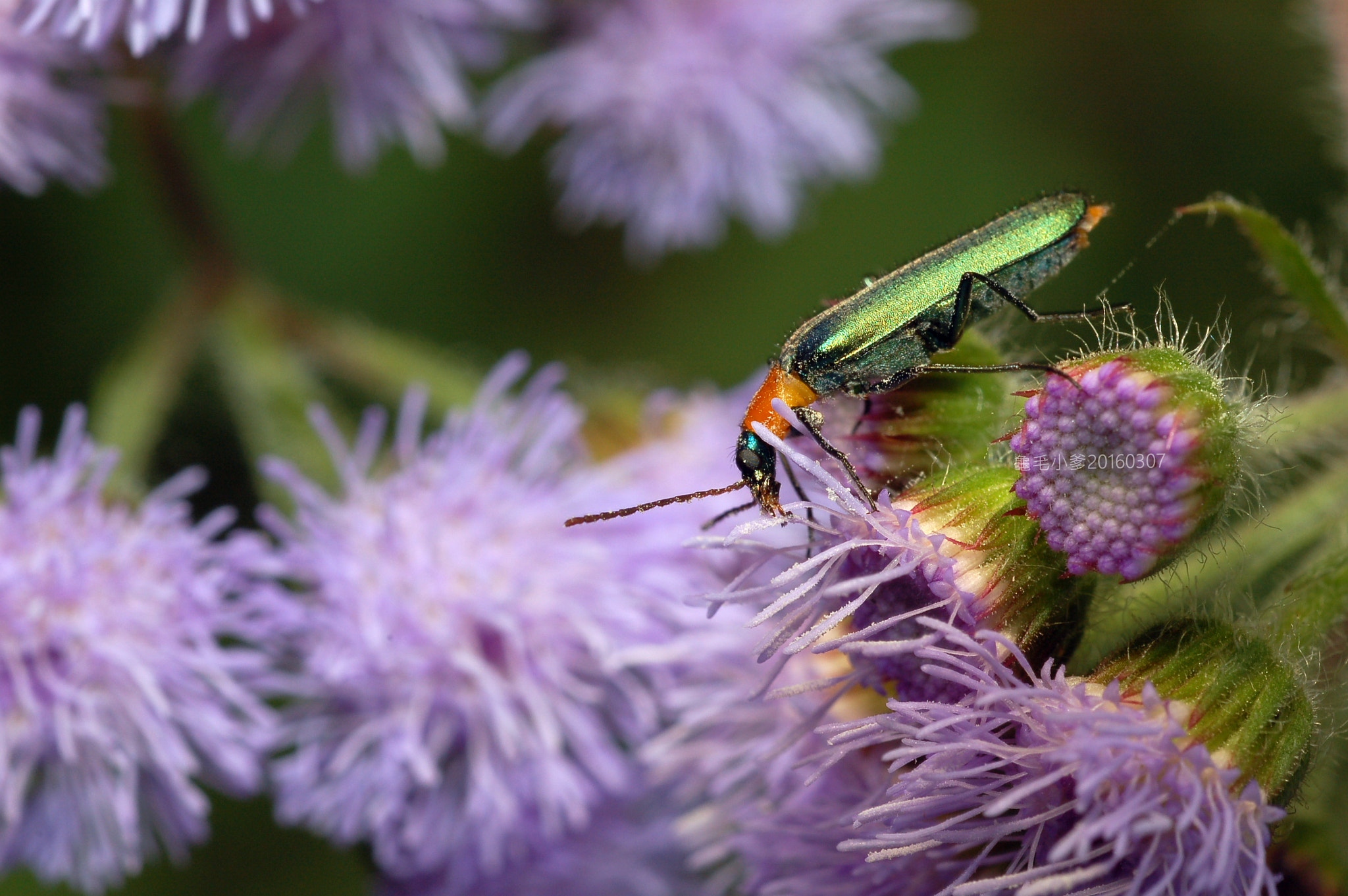 Nikon D50 + Nikon AF Micro-Nikkor 60mm F2.8D sample photo. 安靜 photography
