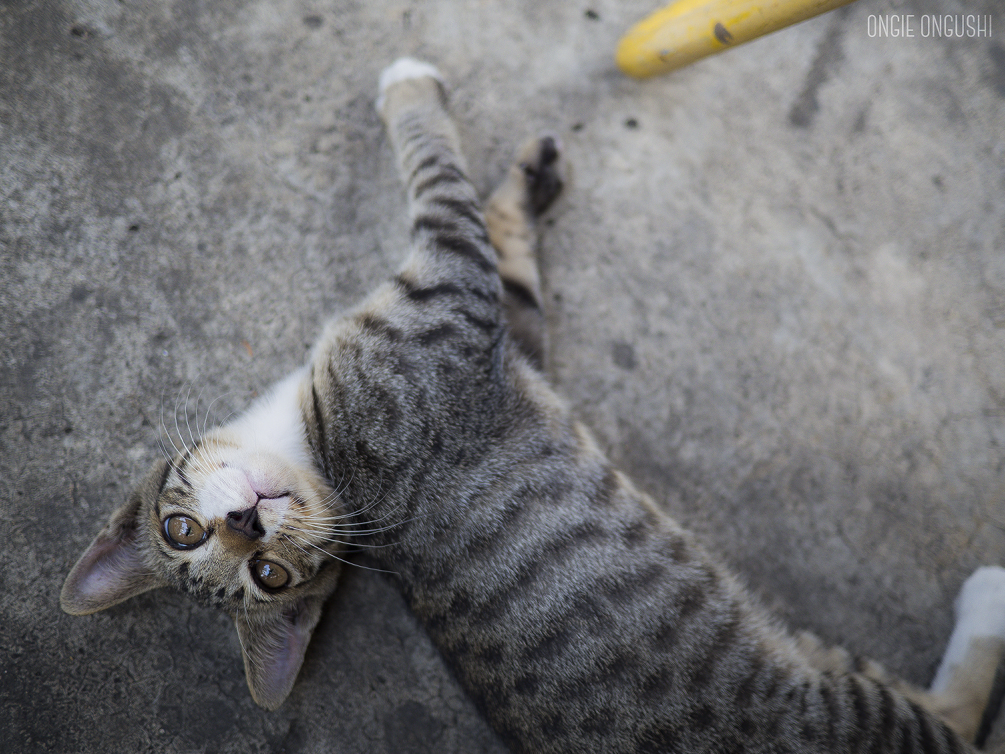 Olympus OM-D E-M10 II + LUMIX G 20/F1.7 II sample photo. Cat 65 photography
