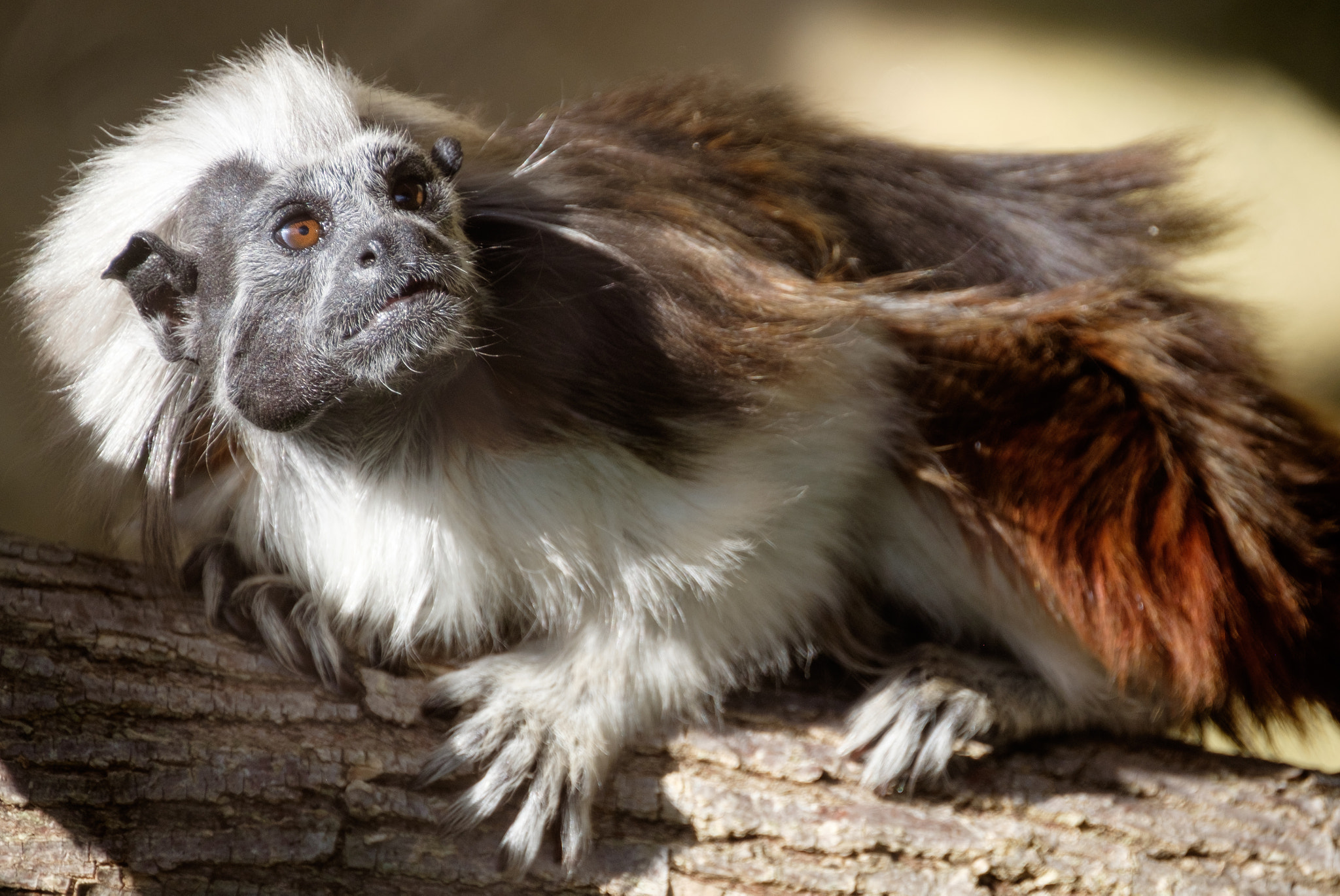XF100-400mmF4.5-5.6 R LM OIS WR + 1.4x sample photo. Tamarin monkey photography