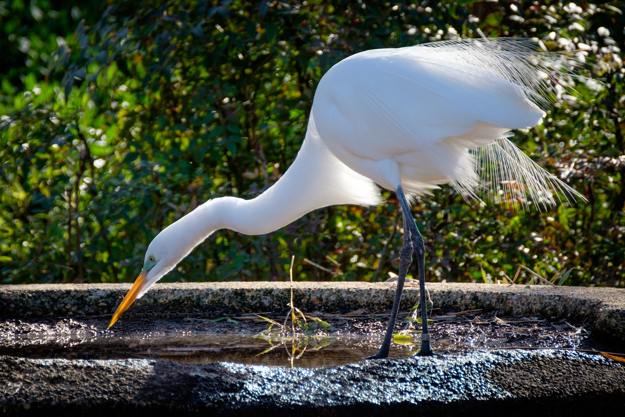 XF100-400mmF4.5-5.6 R LM OIS WR + 1.4x sample photo. Great egret photography