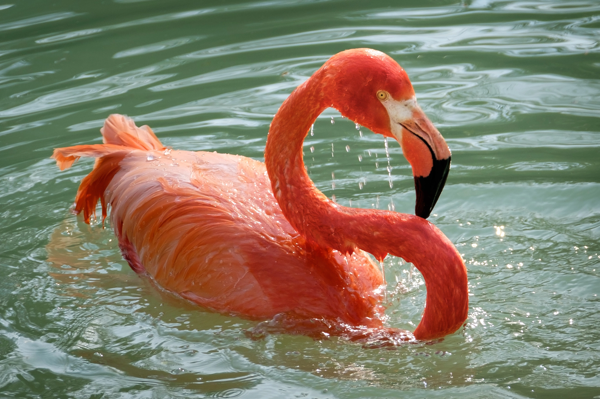 XF100-400mmF4.5-5.6 R LM OIS WR + 1.4x sample photo. Bathing flamingo photography