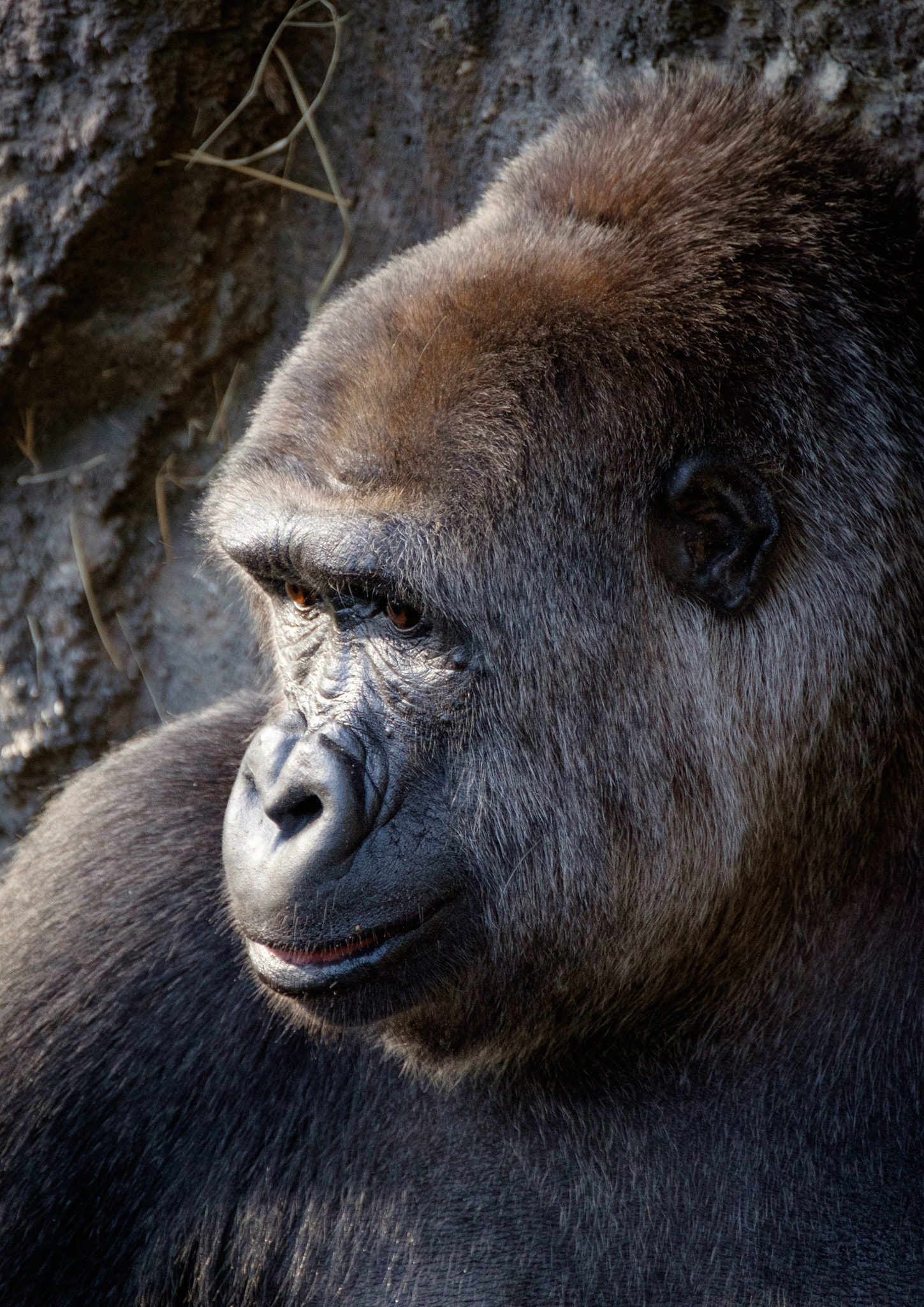 XF100-400mmF4.5-5.6 R LM OIS WR + 1.4x sample photo. Pensive gorilla photography