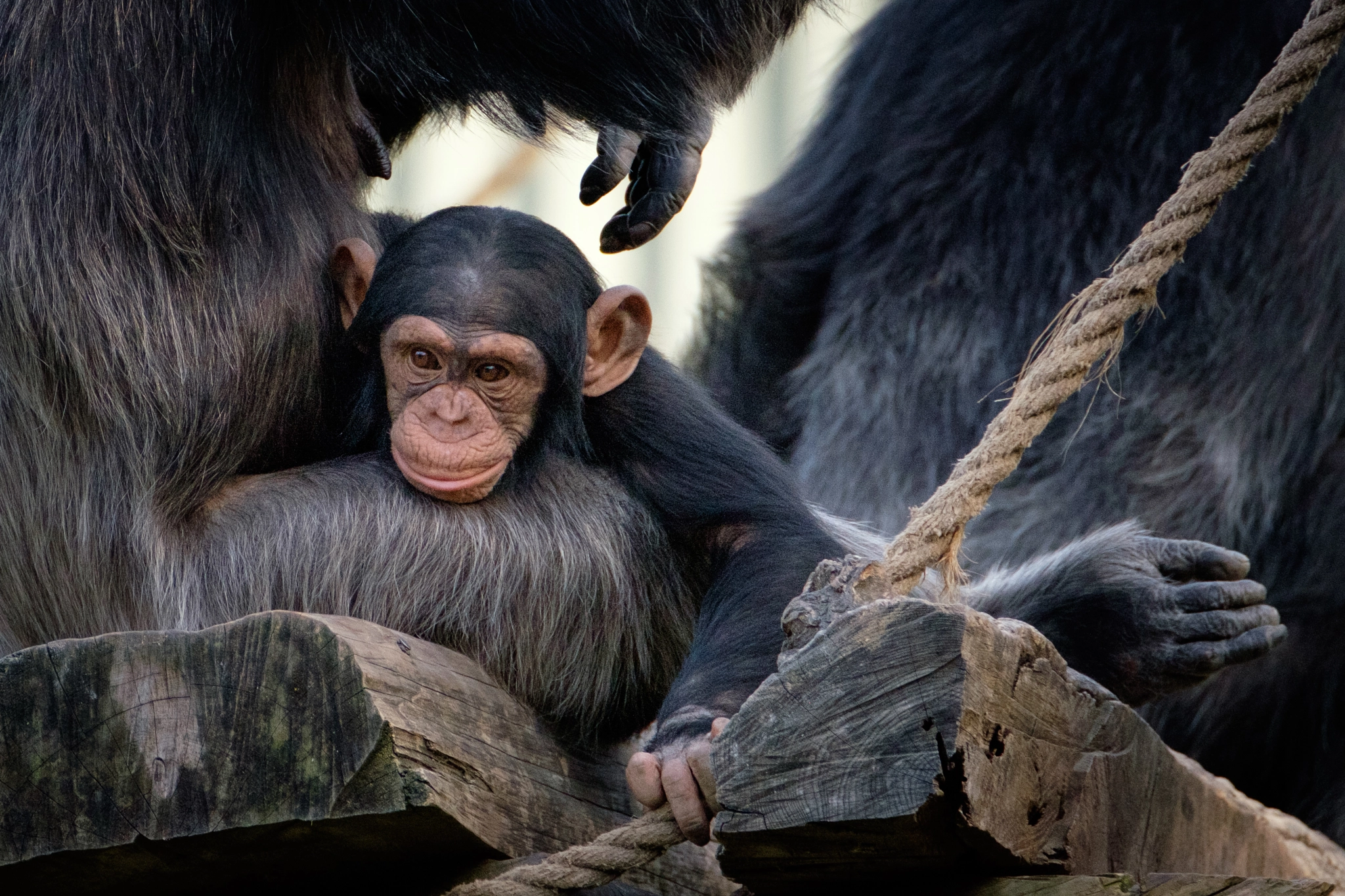 XF100-400mmF4.5-5.6 R LM OIS WR + 1.4x sample photo. Baby in mama's lap photography