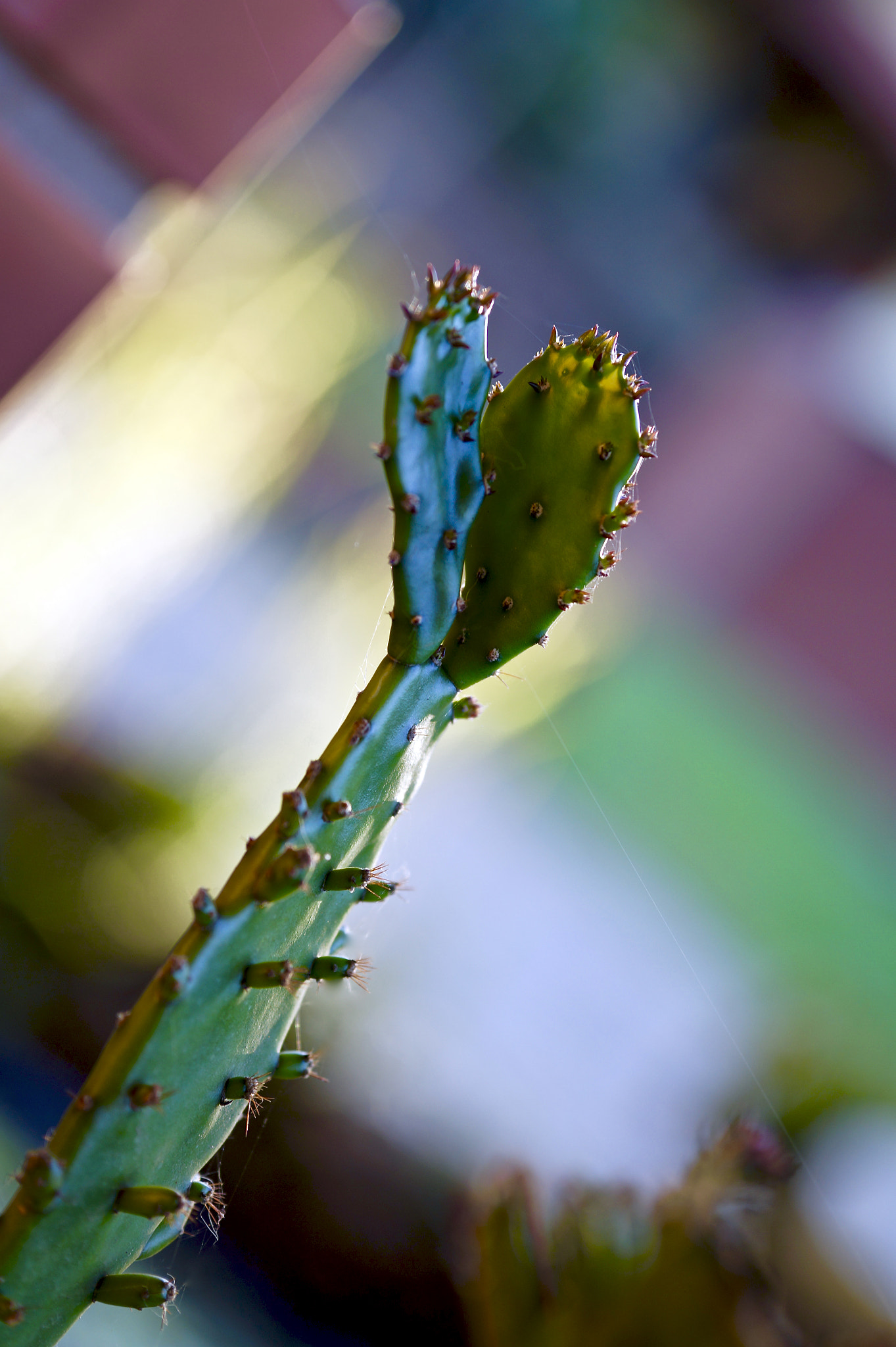 Sony Alpha a3000 + Sigma 60mm F2.8 DN Art sample photo. Cactus photography