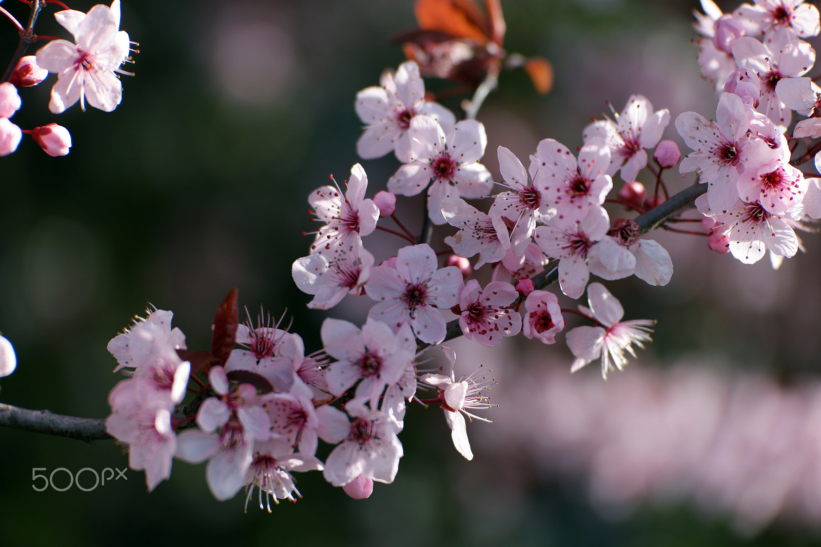 Samsung NX1 + NX 50-150mm F2.8 S sample photo. Spring st skagit valley wa photography