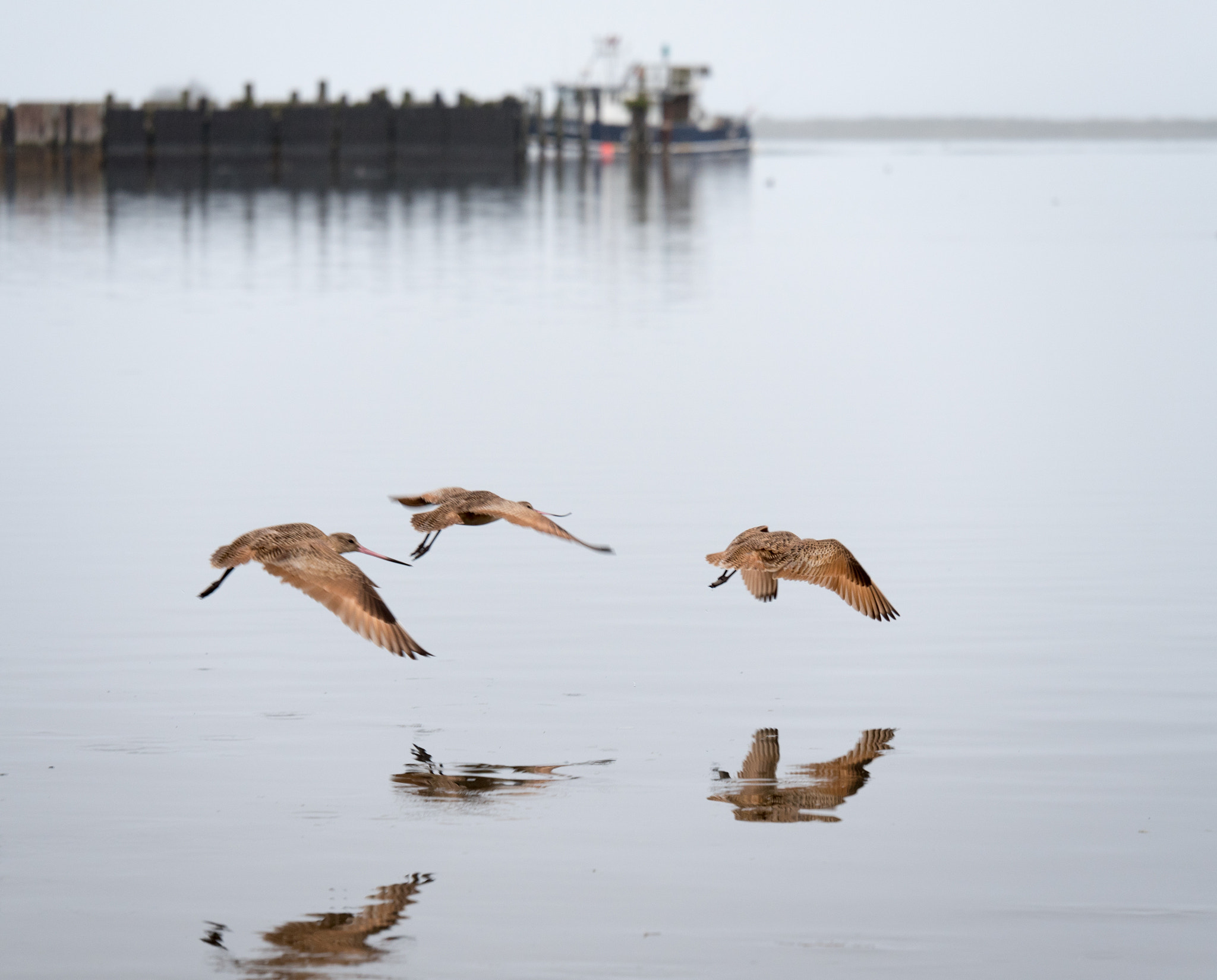 Panasonic Lumix G X Vario 35-100mm F2.8 OIS sample photo. Sandpiper reflections photography
