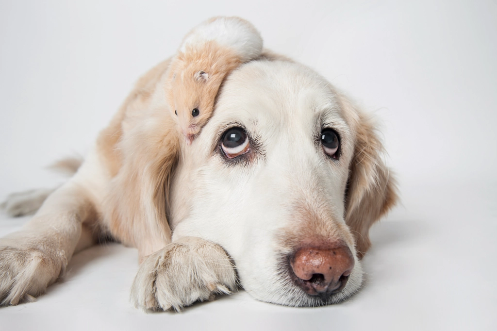 Put me down, big guy by zhao hui on 500px.com