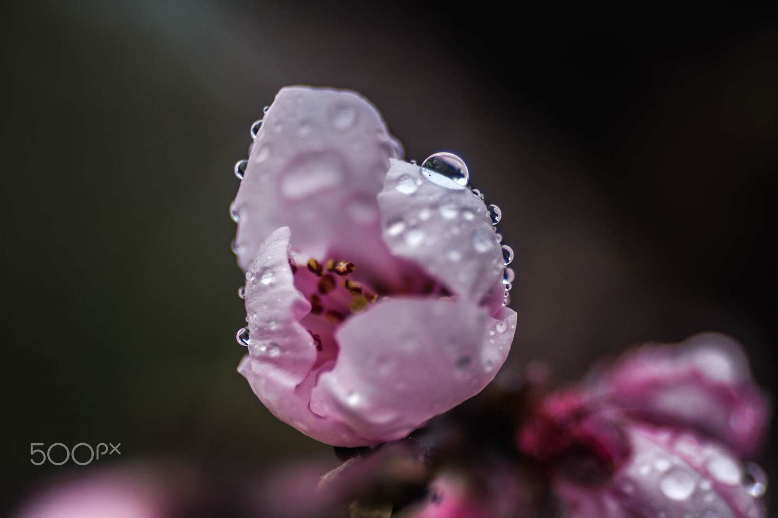 Canon EF 35-70mm f/3.5-4.5 sample photo. Pessego photography
