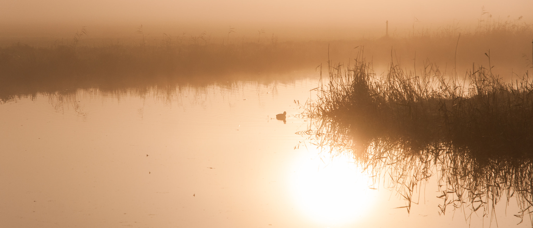 Sony Alpha DSLR-A700 + Sigma 17-70mm F2.8-4.5 (D) sample photo. Golden sunrise photography