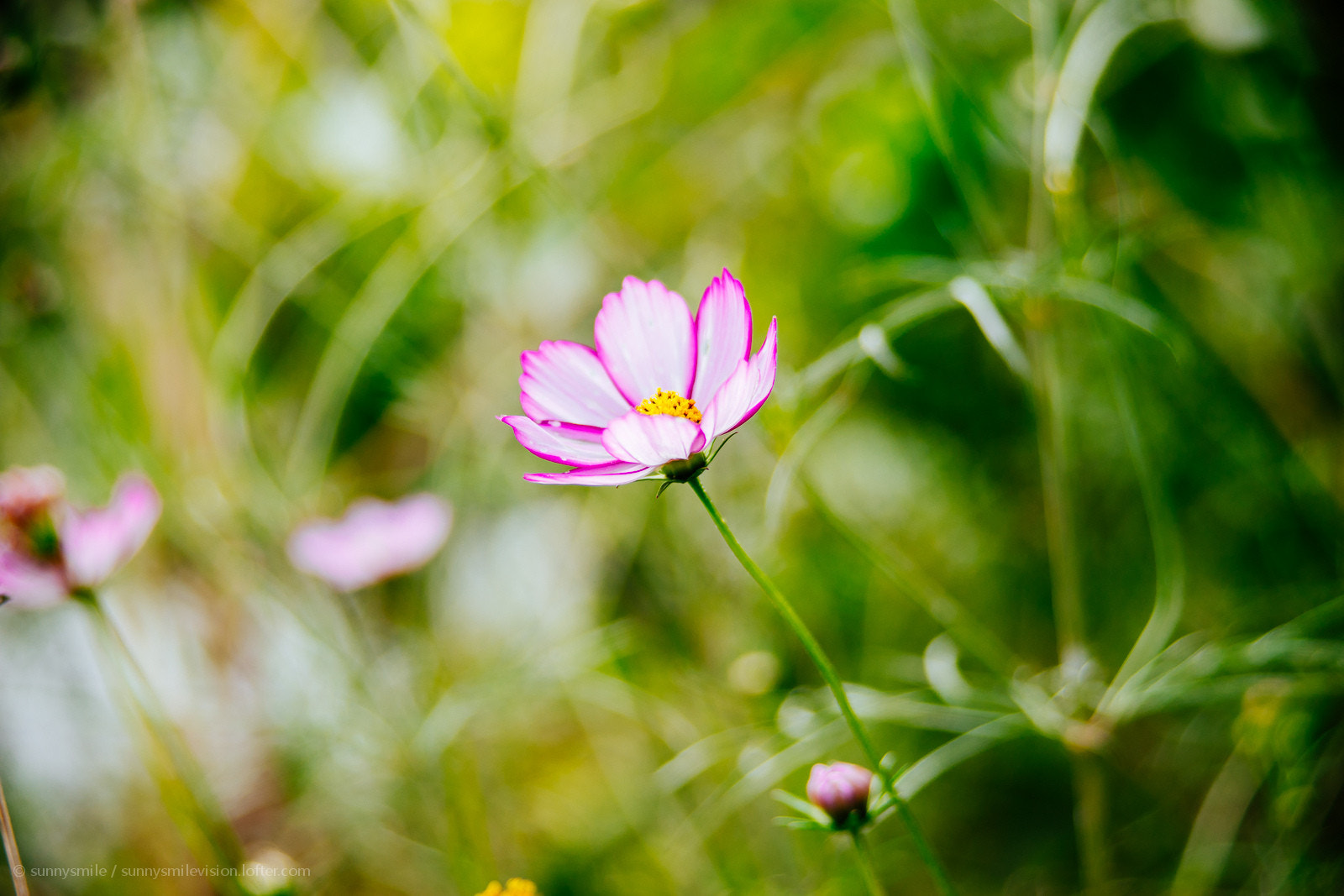 Minolta/Sony AF 24-105mm F3.5-4.5 (D) sample photo. 路边 photography