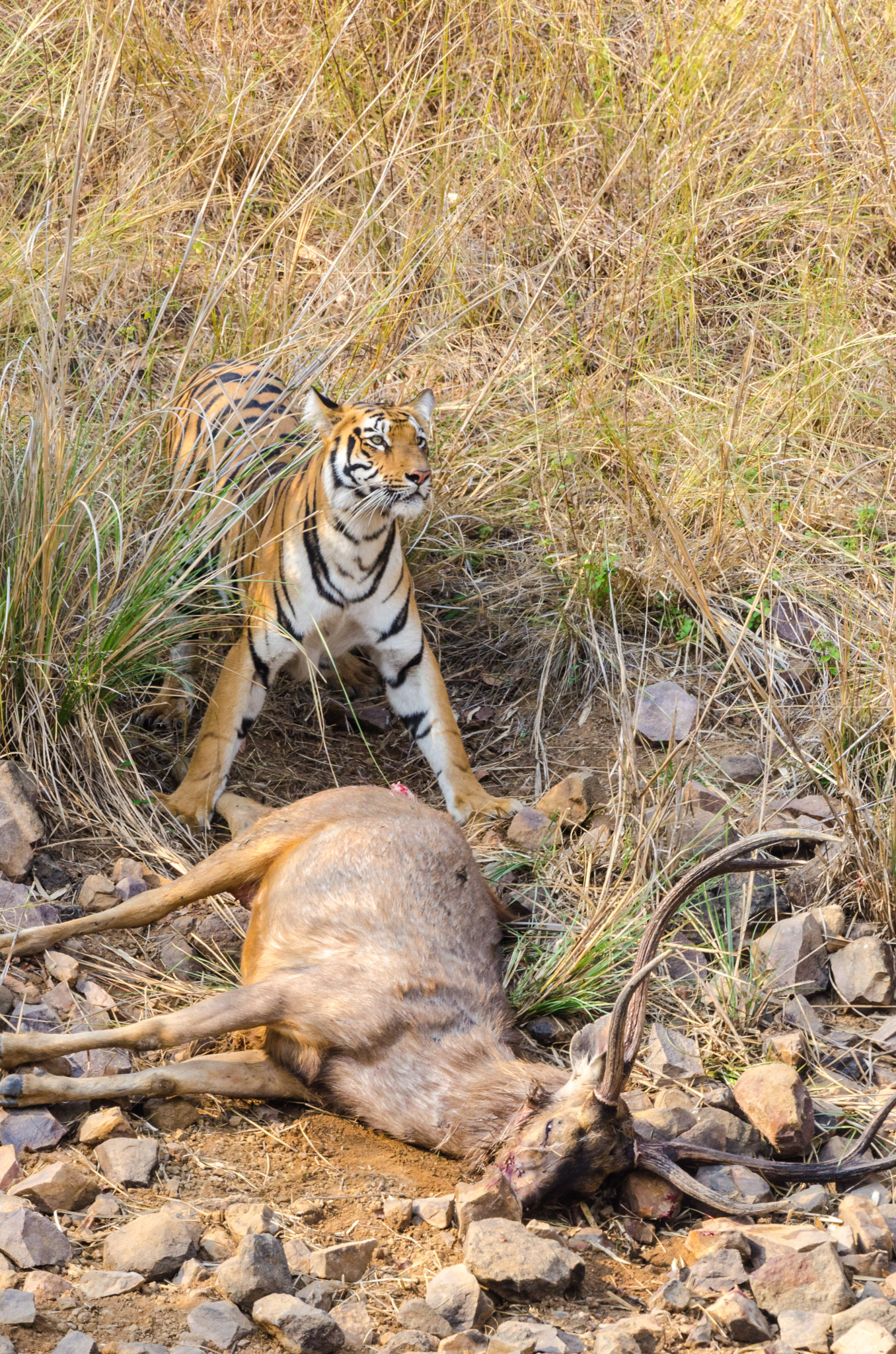 Nikon D7000 + Nikon AF-S Nikkor 500mm F4G ED VR sample photo. Claiming her kill. photography