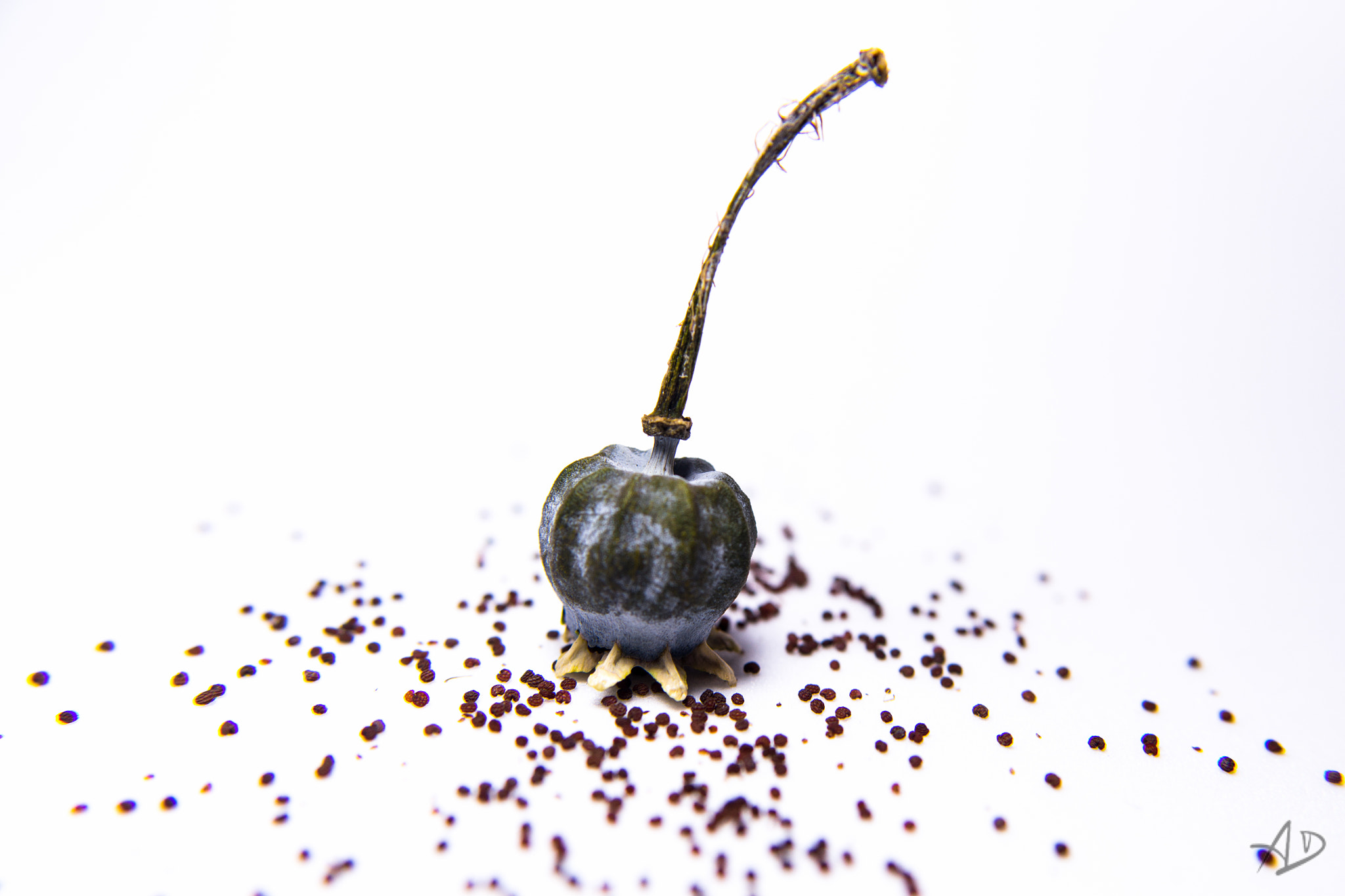 Samsung NX 20-50mm F3.5-5.6 ED sample photo. Death flower's seeds photography