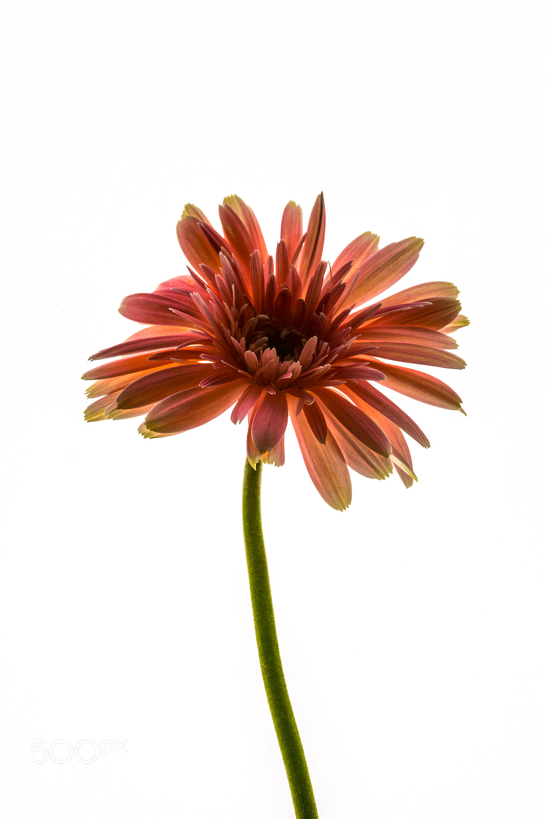 Sony a7 + Sigma 30mm F1.4 EX DC HSM sample photo. Floral dreams gerbera photography