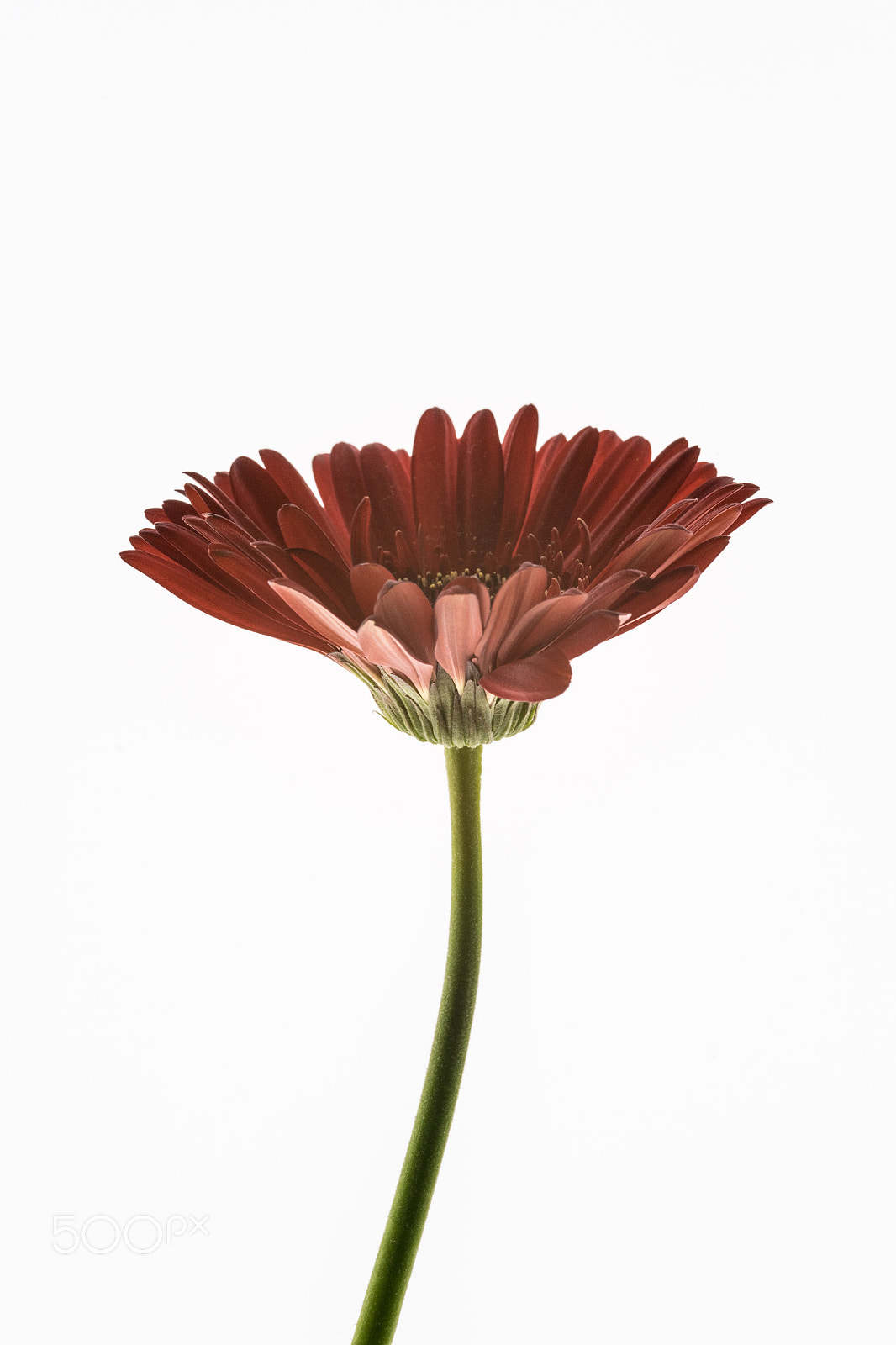 Sony a7 + Sigma 30mm F1.4 EX DC HSM sample photo. Floral dreams gerbera photography