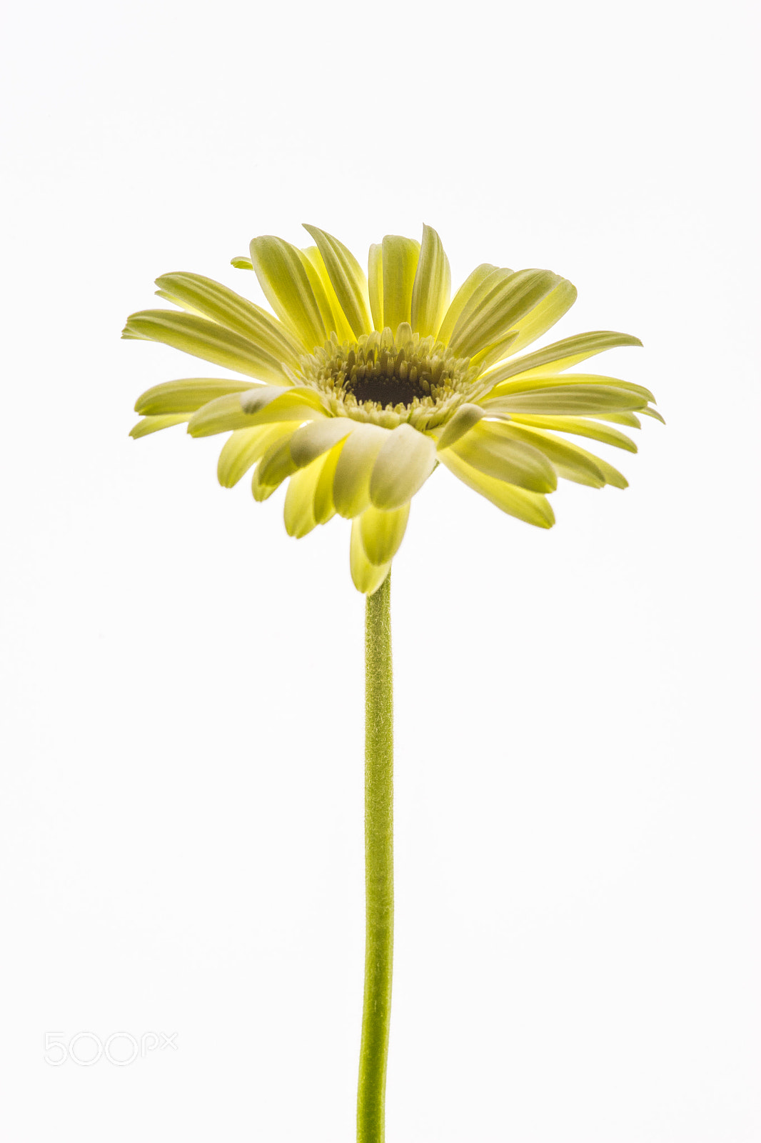 Sony a7 + Sigma 30mm F1.4 EX DC HSM sample photo. Floral dreams gerbera photography